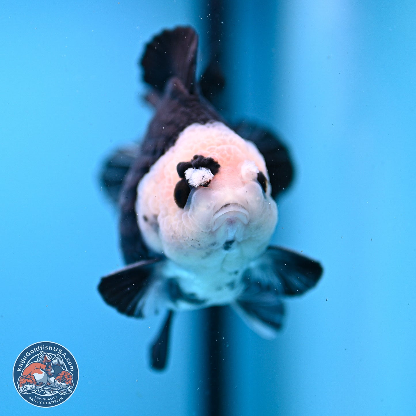 Panda YuanBao Oranda 3.5in Body (240830_OR06) - Kaiju Goldfish USA