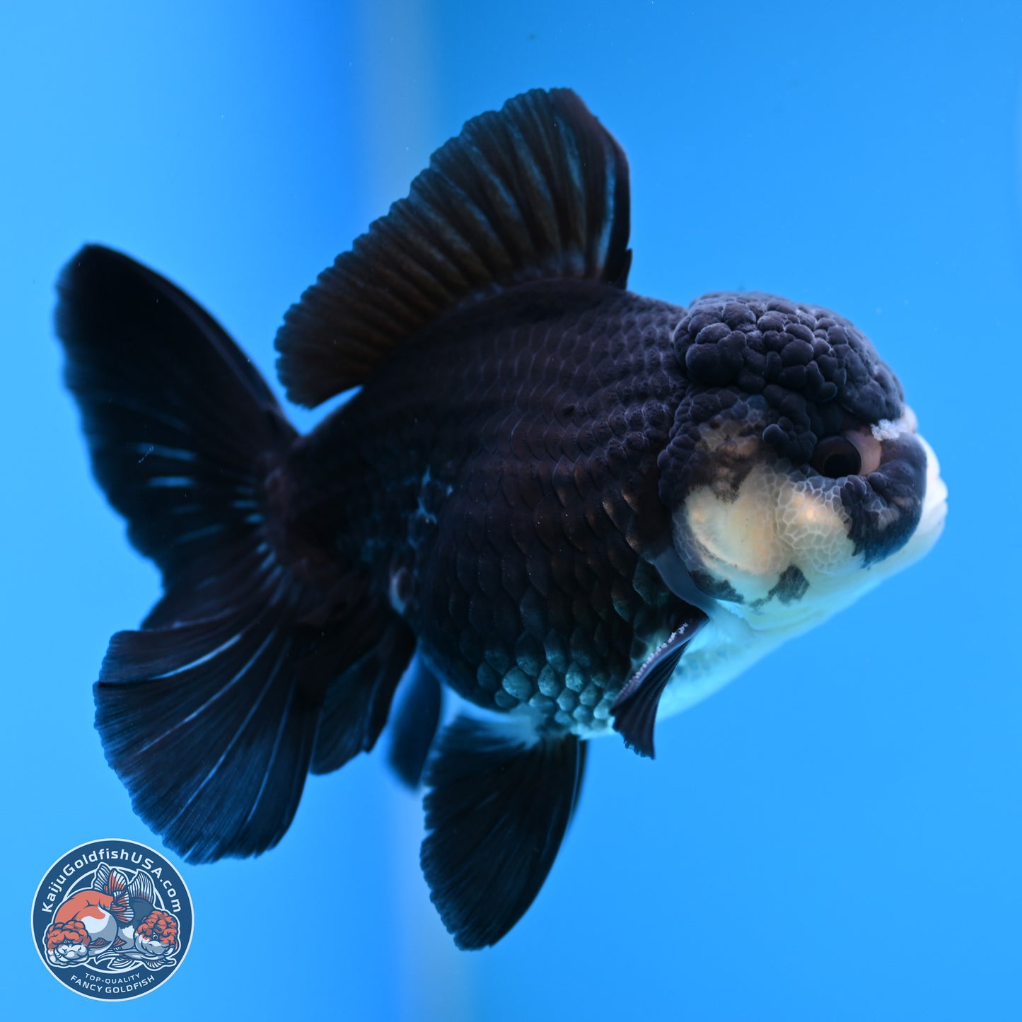 Panda Rose Tail Oranda 3.5in body (240809_OR06) - Kaiju Goldfish USA