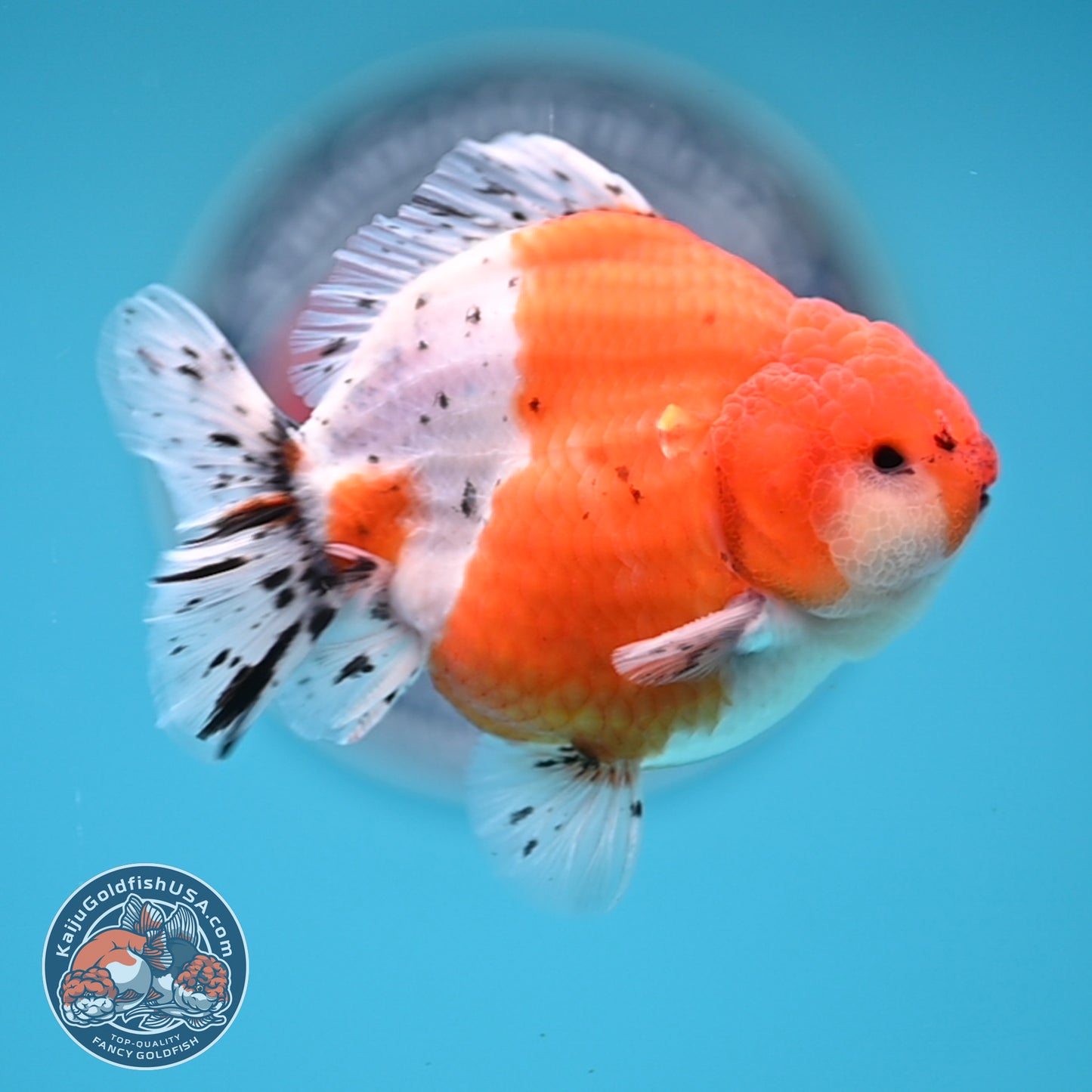 Shogun Tricolor Sakura Oranda 3.5 inches Body (250530_OR06)