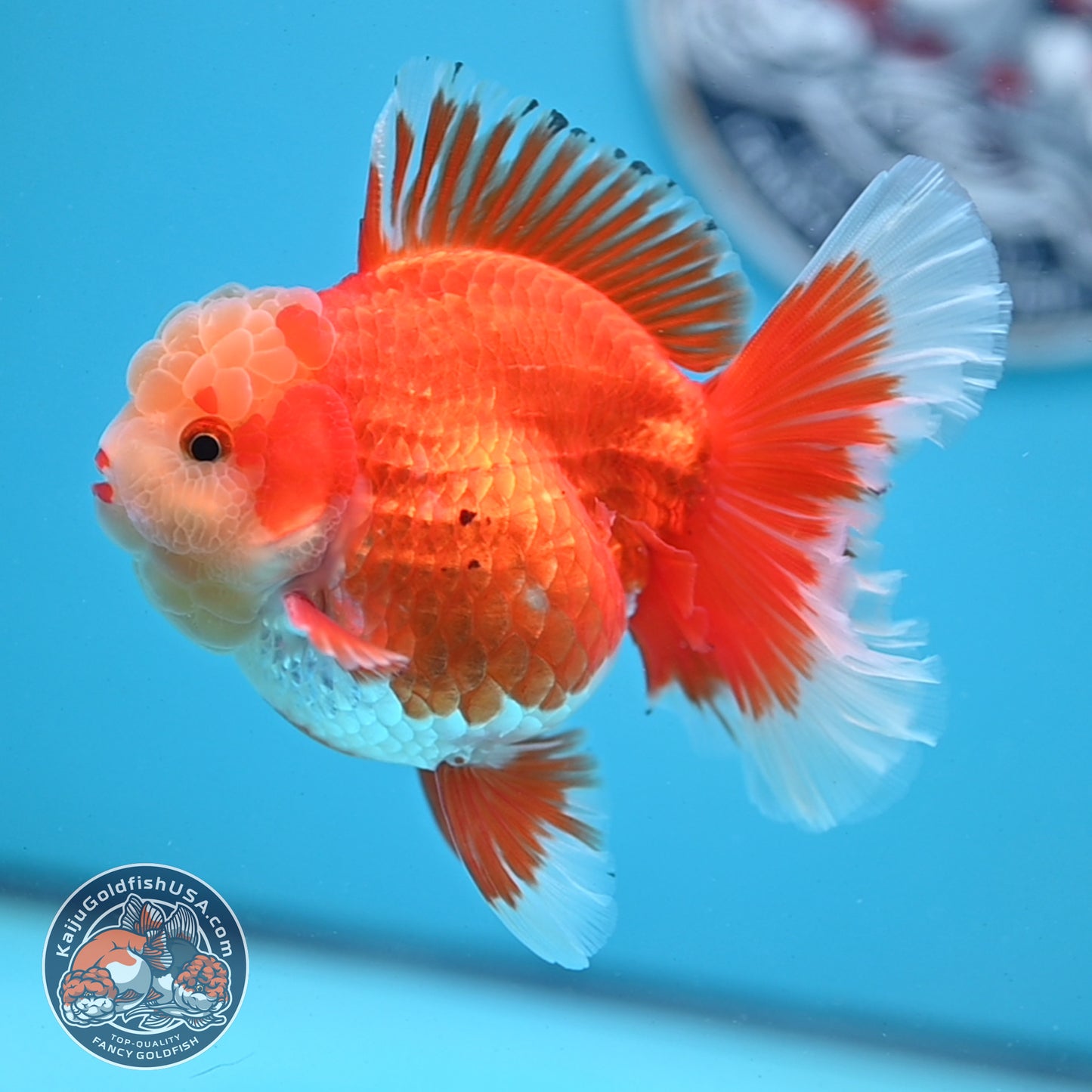 Jade Head Red White Rose Tail Oranda 3.5 inches Body (250509_OR06)