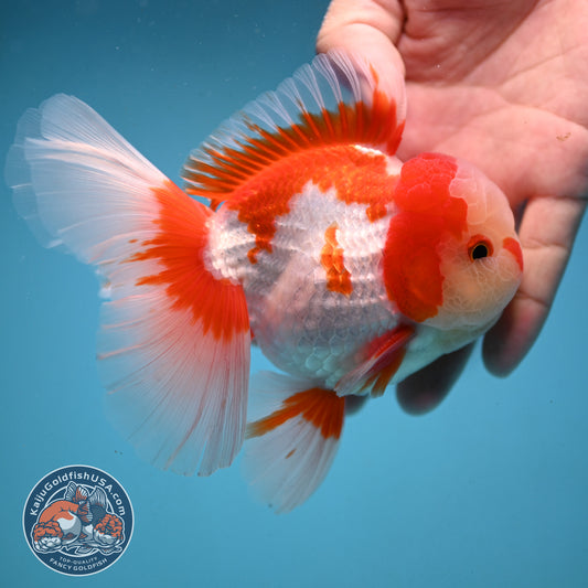 Red White Rose Tail Oranda 3.5 inch Body (251003_OR06)