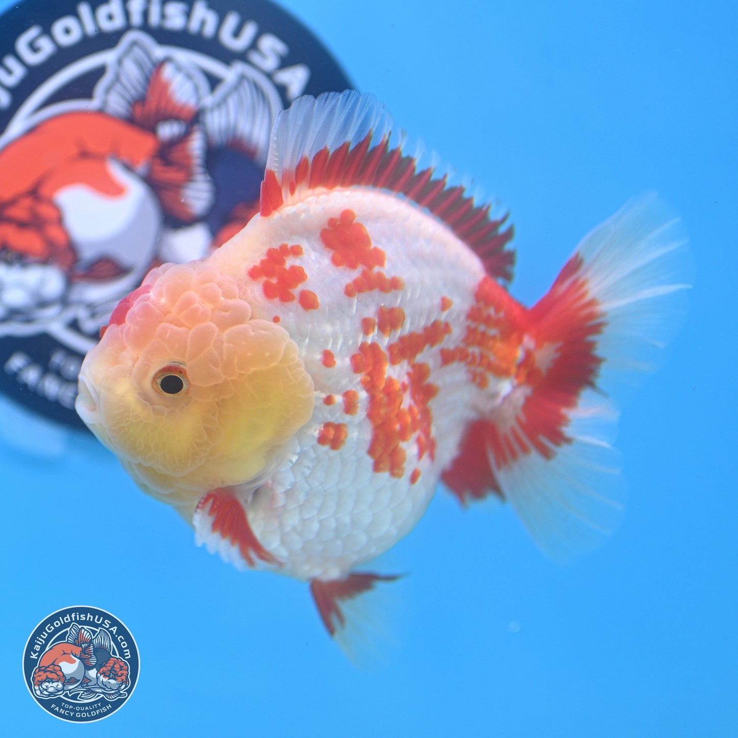 Polka Dot Red White YuanBao Oranda 3.5 inches Body - Male (250214_OR06)