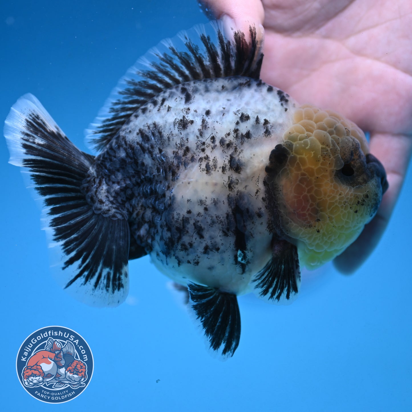 White Tiger Oranda 4 inch Body (250926_OR06)