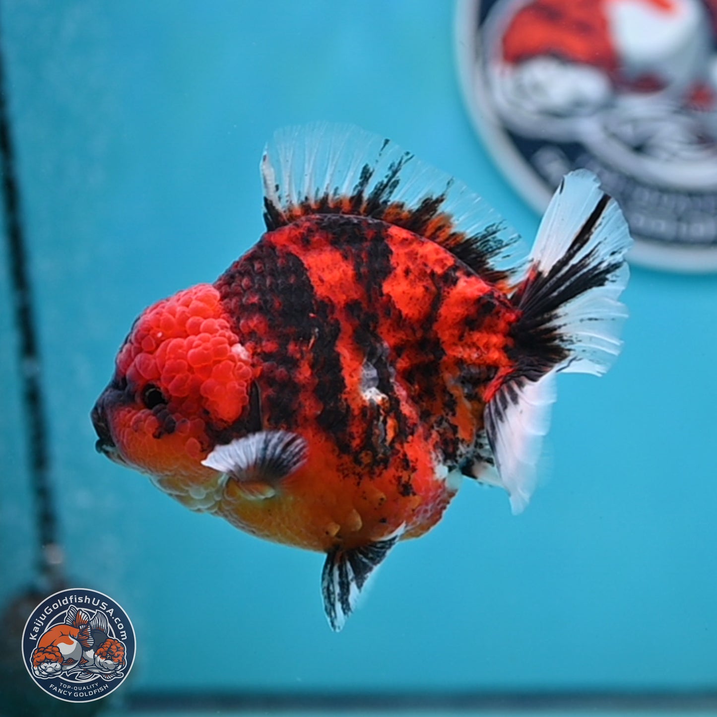 Tiger YuanBao Oranda 4 inches Body - Male (250404_OR06)