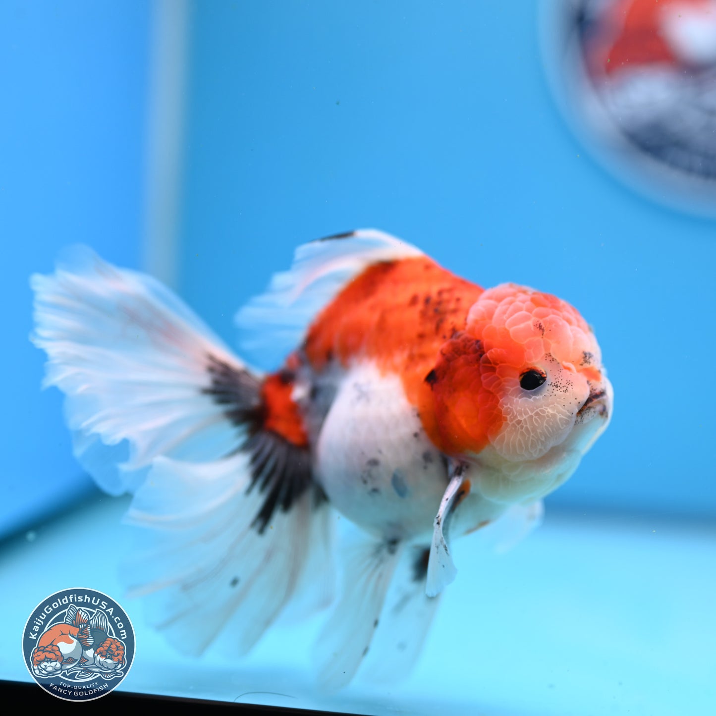 Tricolor Sakura Rose Tail Oranda 3.5in Body (240823_OR6) - Kaiju Goldfish USA