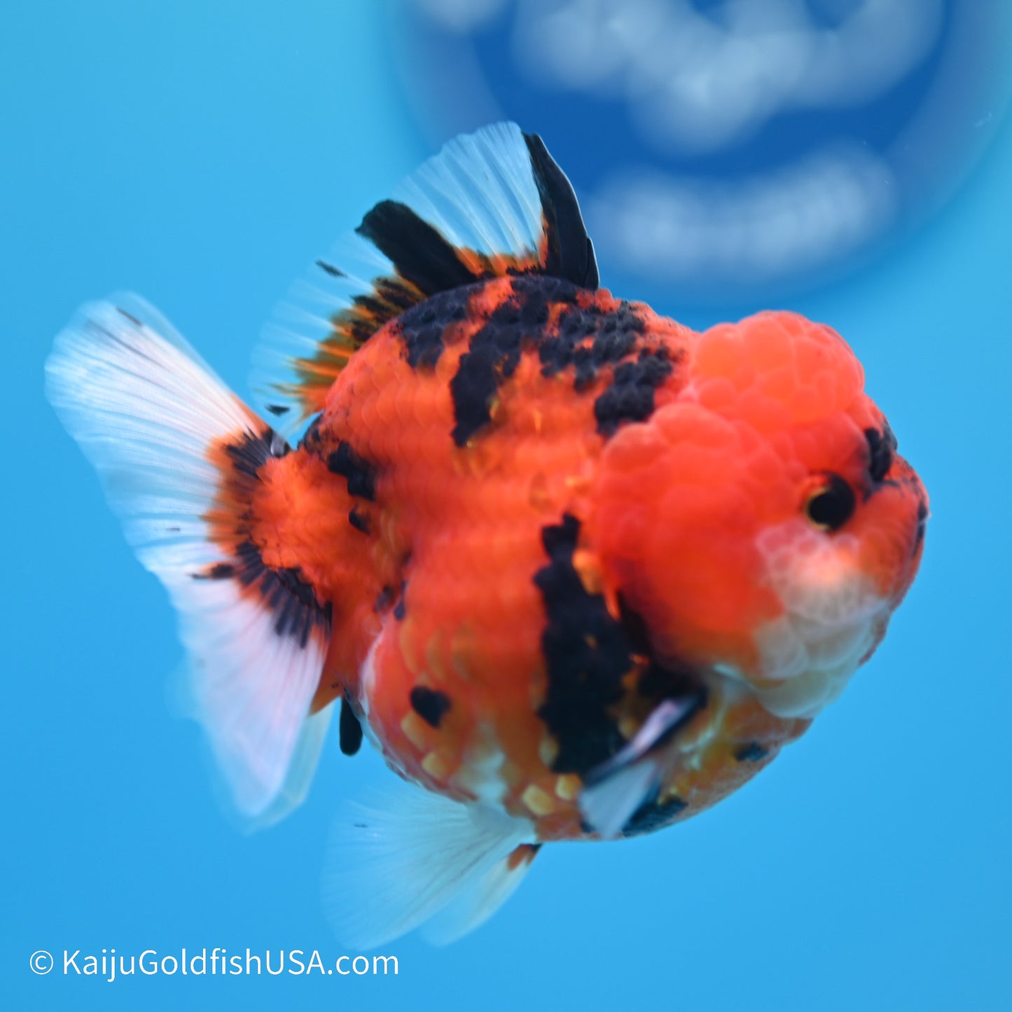 Tiger YuanBao Oranda 3 inches (240517_OR06) - Kaiju Goldfish USA