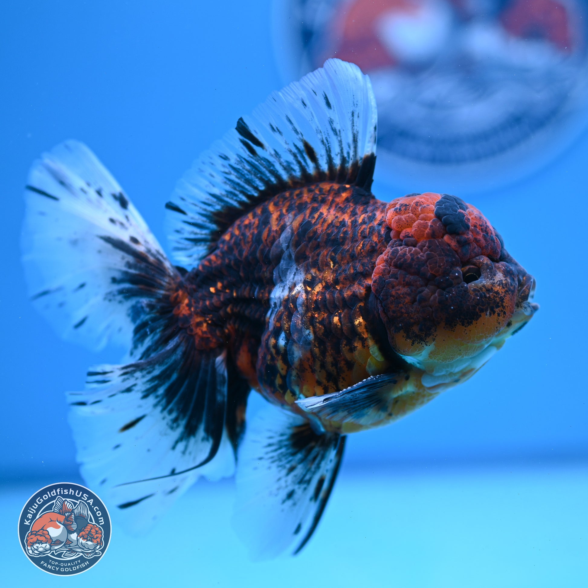 Red Kirin Rose Tail Oranda 4-6 inches (240920_OR06) - Kaiju Goldfish USA