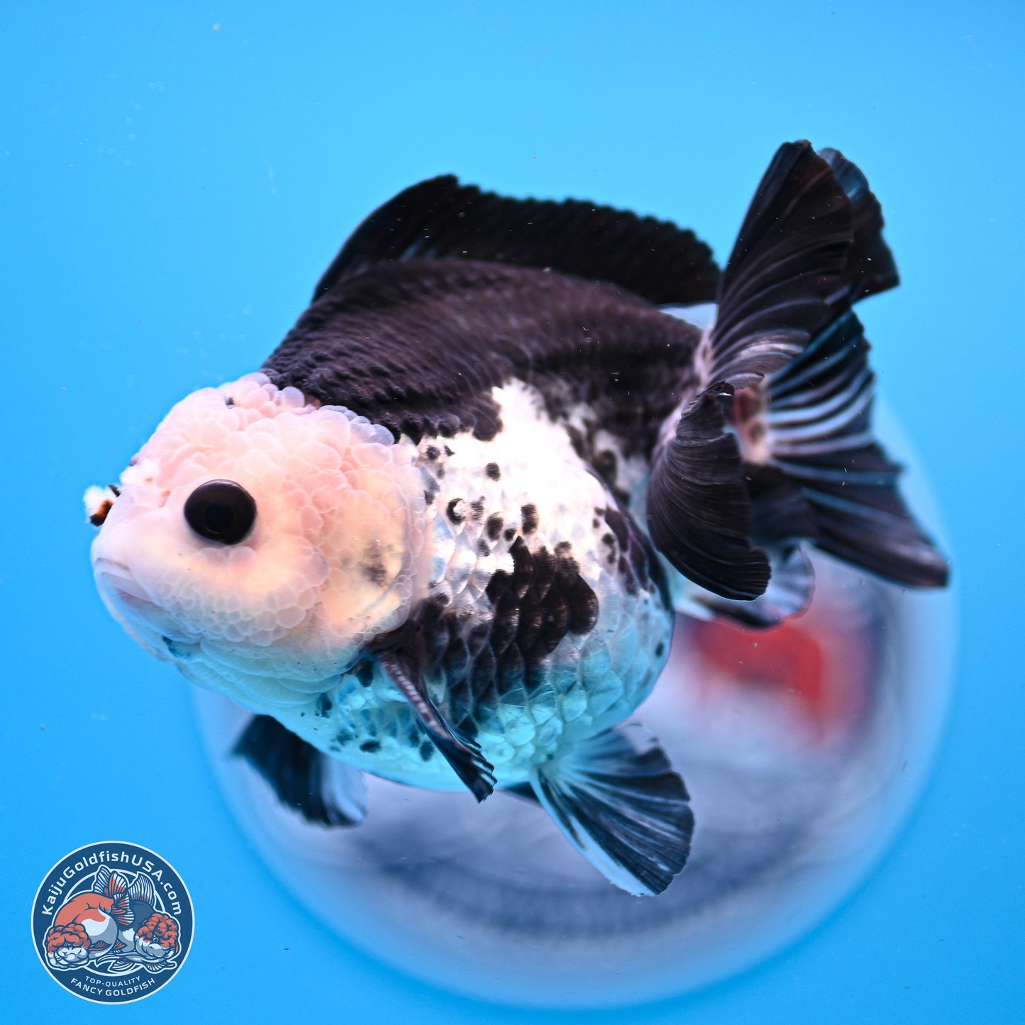 Panda YuanBao Oranda 3.5in Body (240830_OR06) - Kaiju Goldfish USA