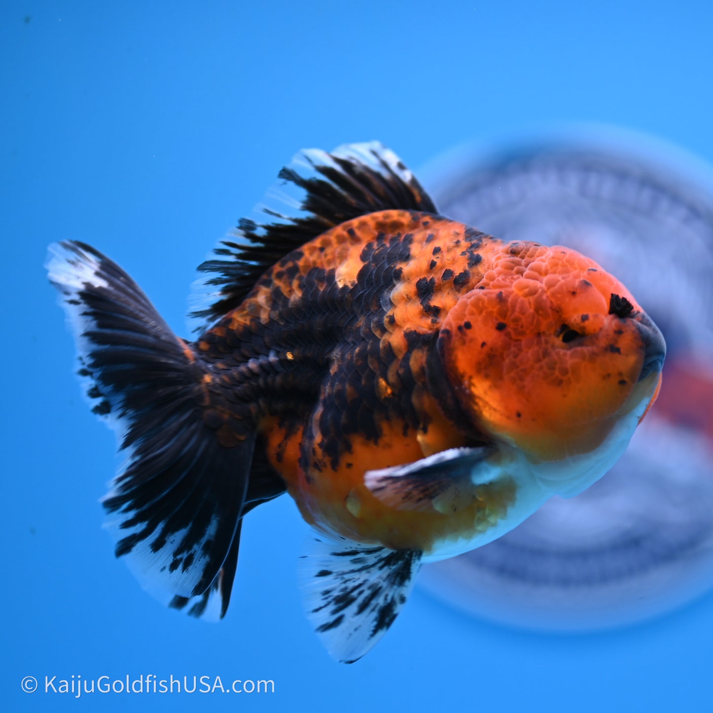 Shogun Godzilla Red Kirin Oranda 3.5in Body (240719_OR06) - Kaiju Goldfish USA