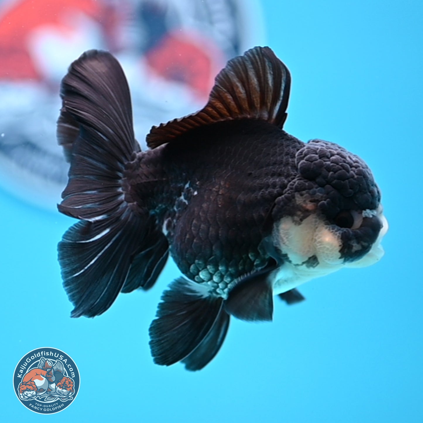 Panda Rose Tail Oranda 3.5in body (240809_OR06) - Kaiju Goldfish USA