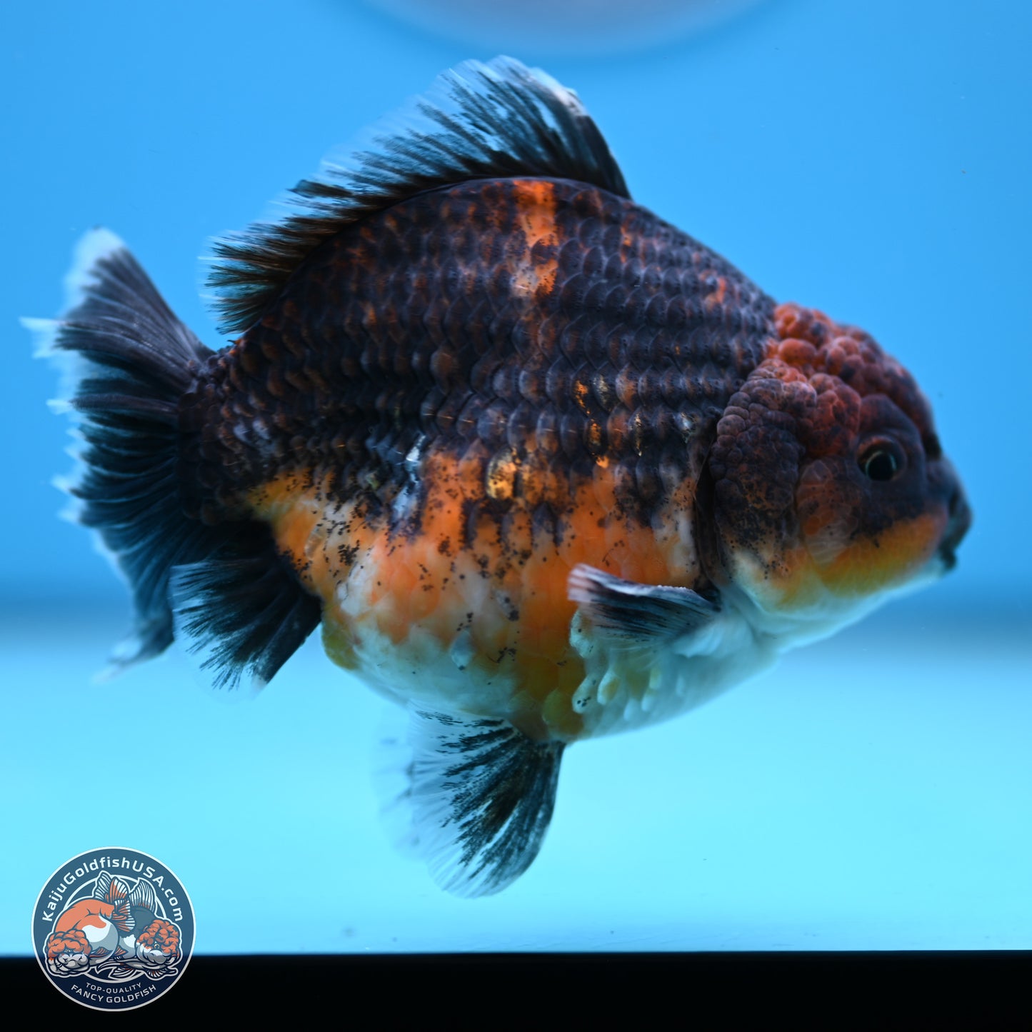 Shogun Kirin Oranda 4-4.5 inches (241004_OR06) - Kaiju Goldfish USA