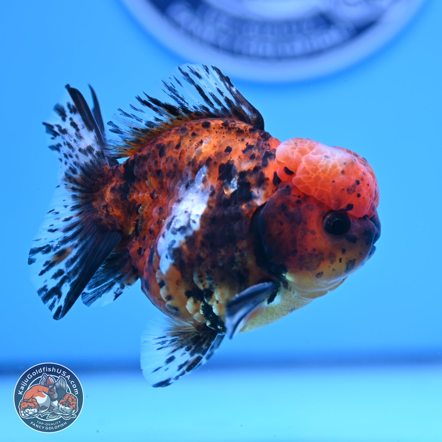 Shogun Tricolor Tiger Oranda 3.5in Body (240816_OR06) - Kaiju Goldfish USA