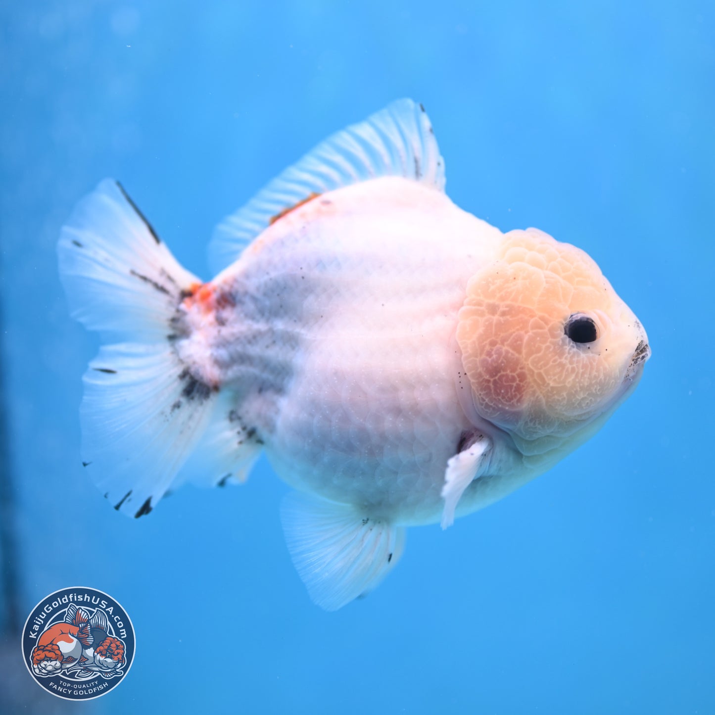 Calico YuanBao Oranda 5 inches - Male (241115_OR06) - Kaiju Goldfish USA