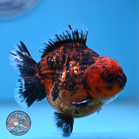 Shogun Tiger Oranda 3.5 inches Body (250606_OR06)