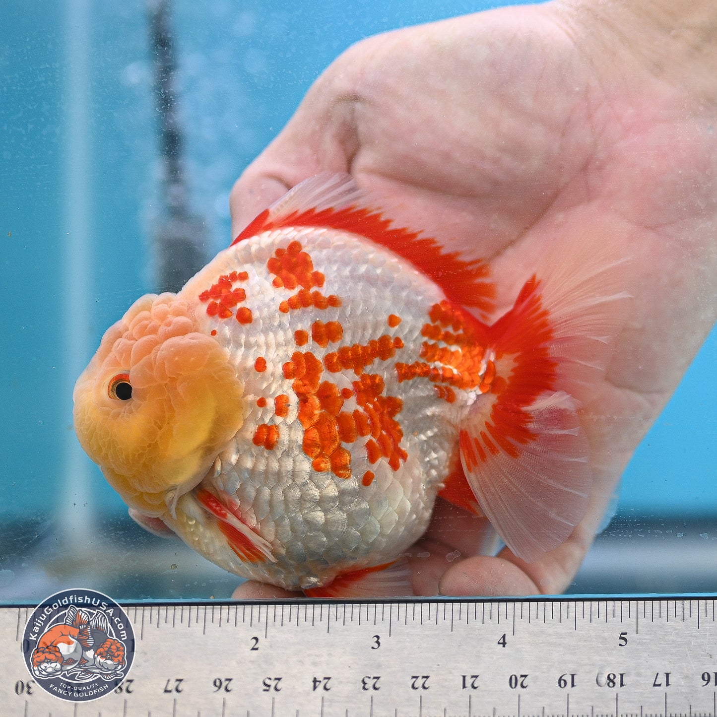 Polka Dot Red White YuanBao Oranda 3.5 inches Body - Male (250214_OR06)