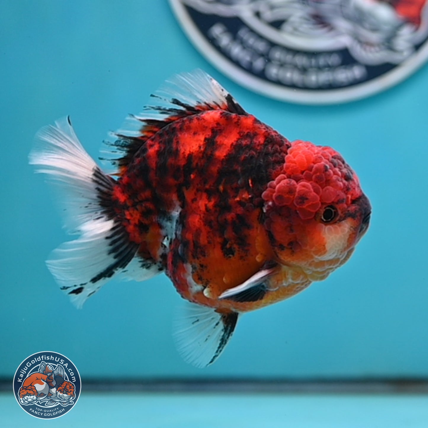 Tiger YuanBao Oranda 4 inches Body - Male (250404_OR06)
