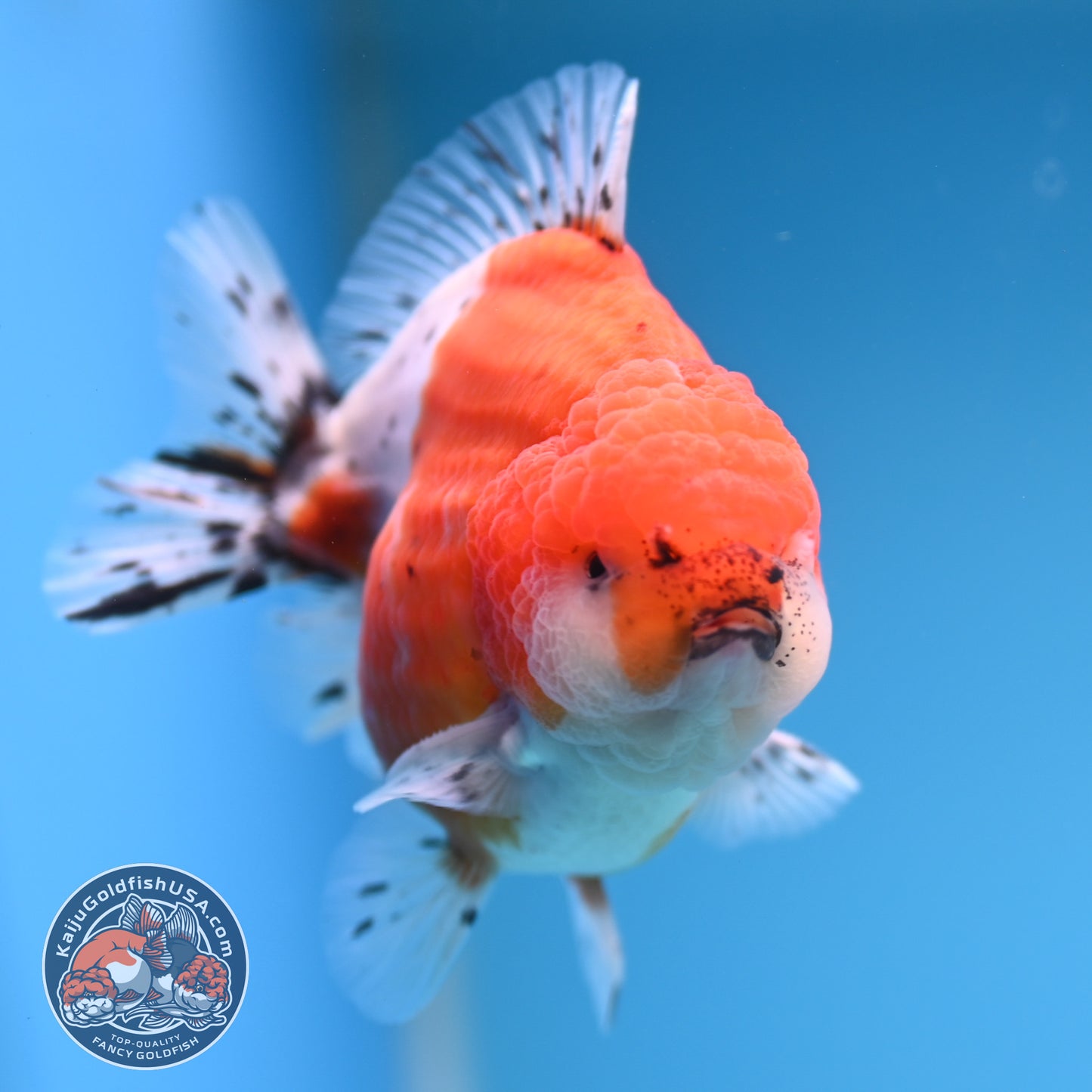 Shogun Tricolor Sakura Oranda 3.5 inches Body (250530_OR06)