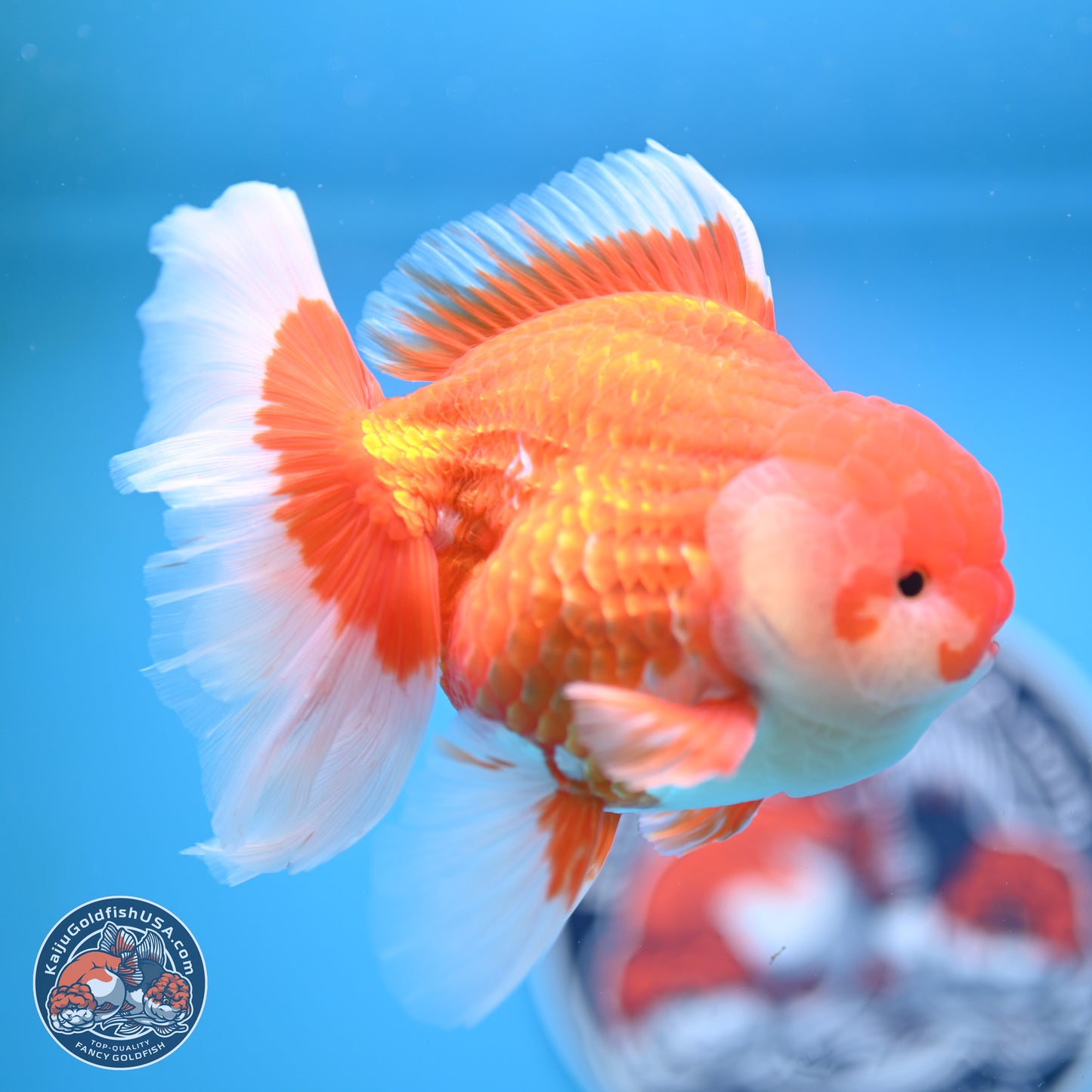 Red White Rose Tail Oranda 4-6.5 inches (240906_OR06) - Kaiju Goldfish USA