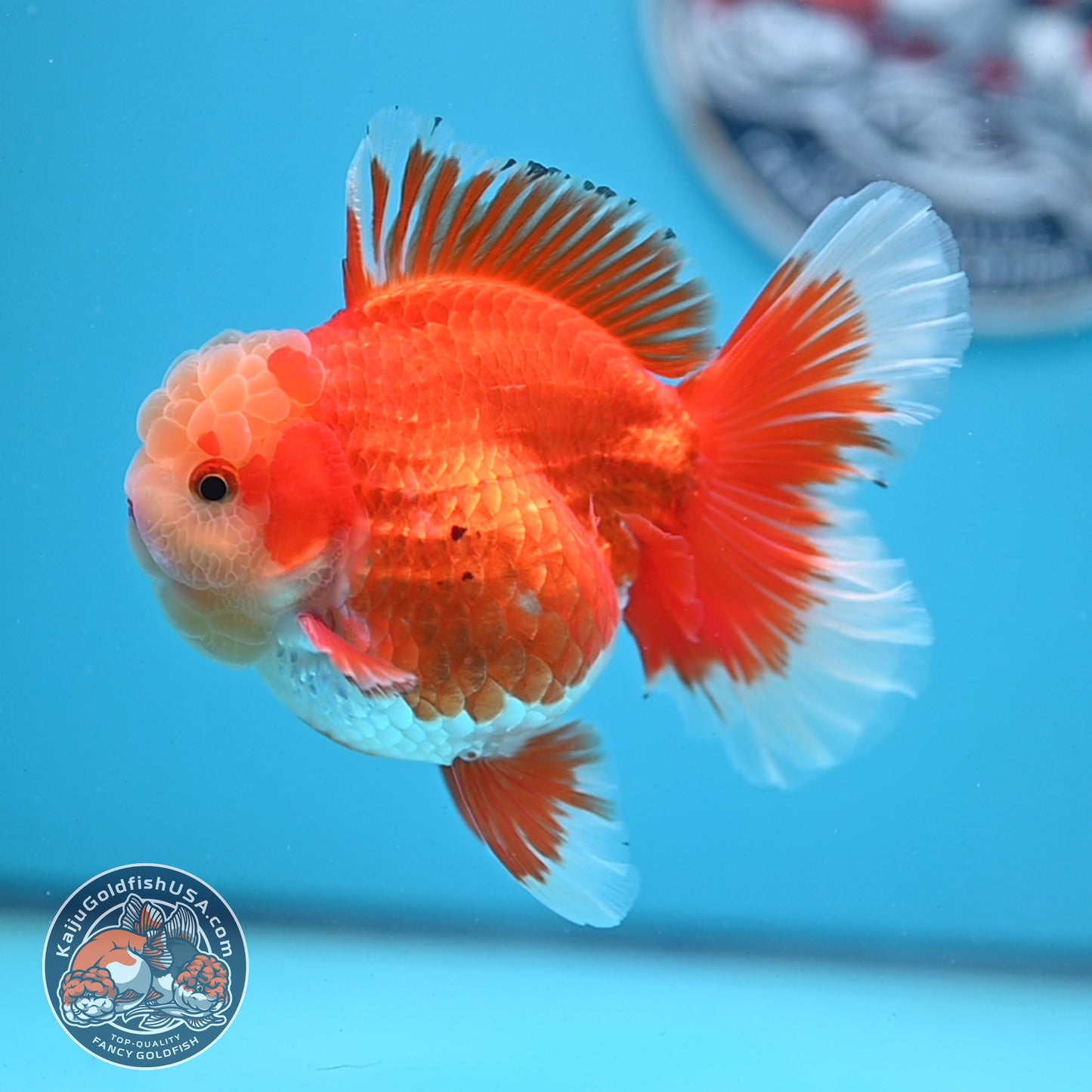 Jade Head Red White Rose Tail Oranda 3.5 inches Body (250509_OR06)