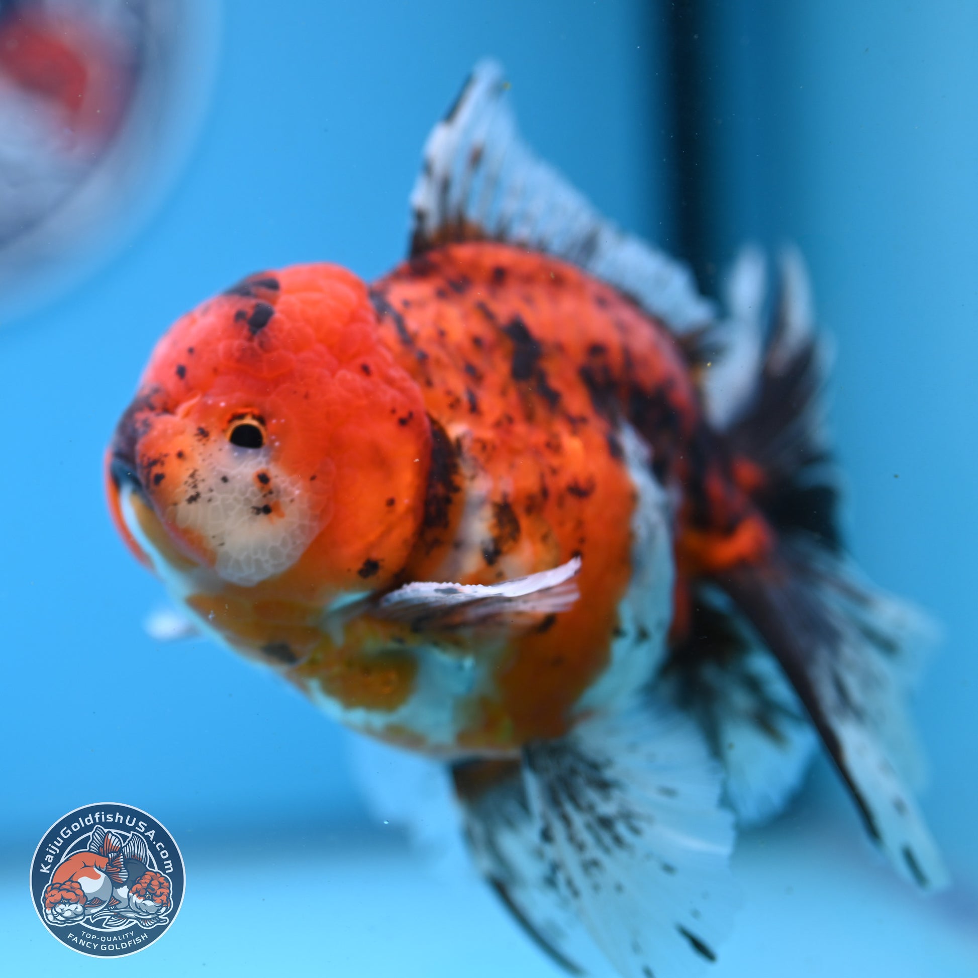 Tricolor Tiger Rose Tail Oranda 6 inches - Male (241122_OR06) - Kaiju Goldfish USA