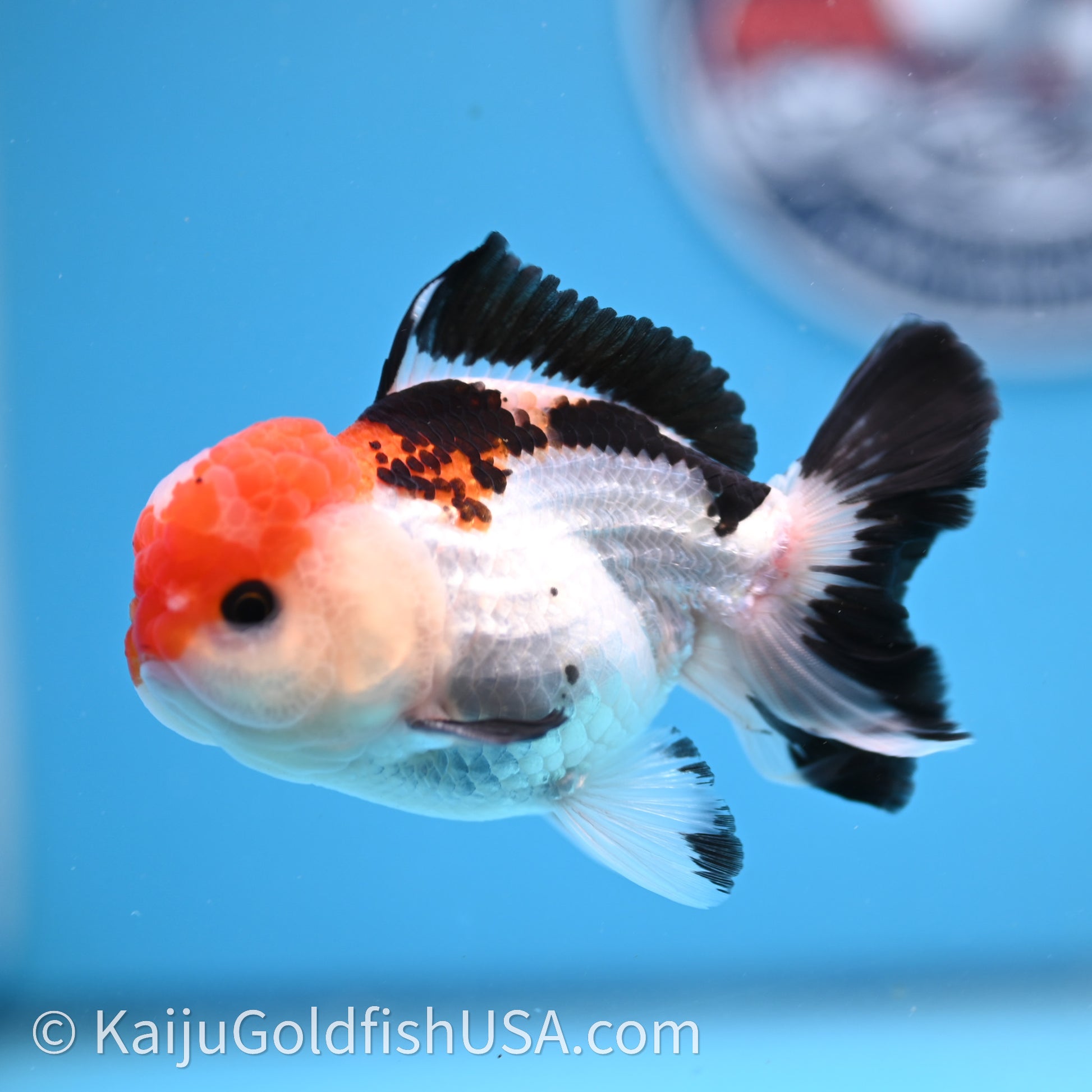 Tricolor Oranda 3in body (240726_OR06) - Kaiju Goldfish USA