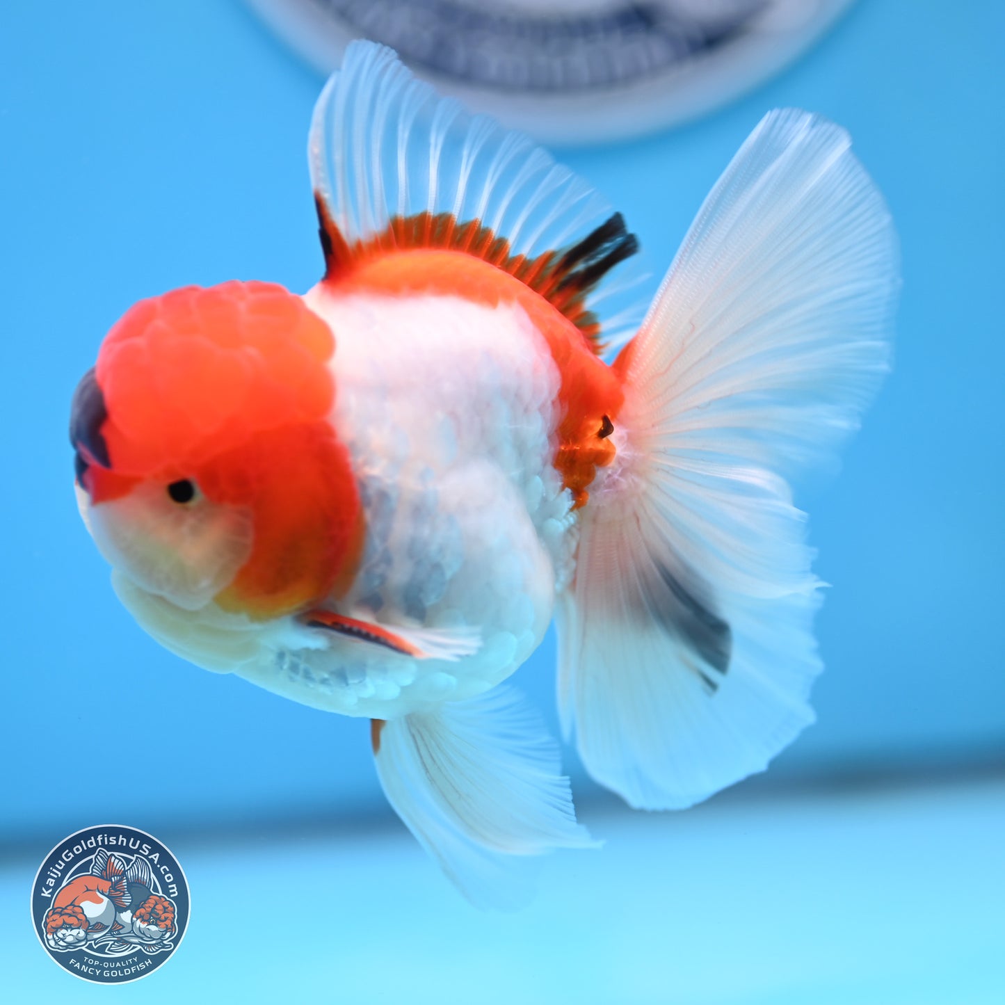 Tricolor Sakura Rose Tail Oranda 3 inches Body - Male (250314_OR06)