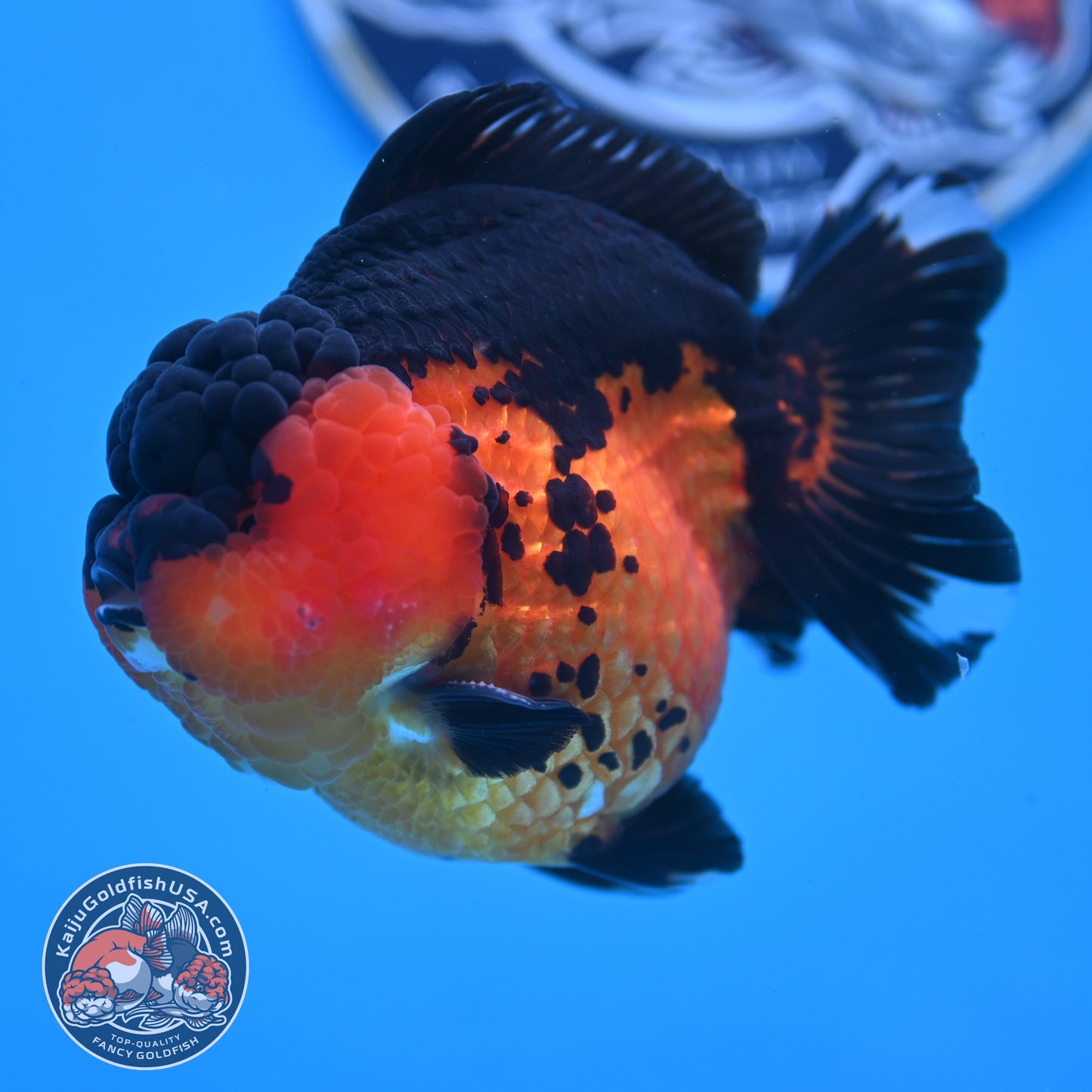 Oranda inch Body (250812_OR03)