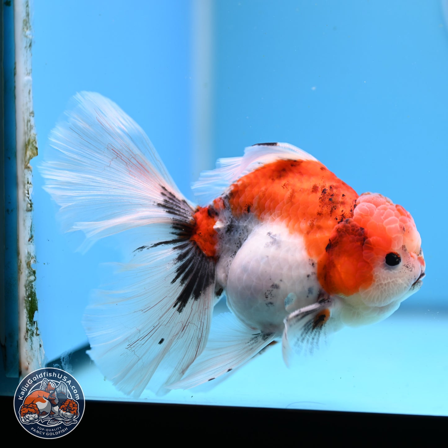 Tricolor Sakura Rose Tail Oranda 3.5in Body (240823_OR6) - Kaiju Goldfish USA