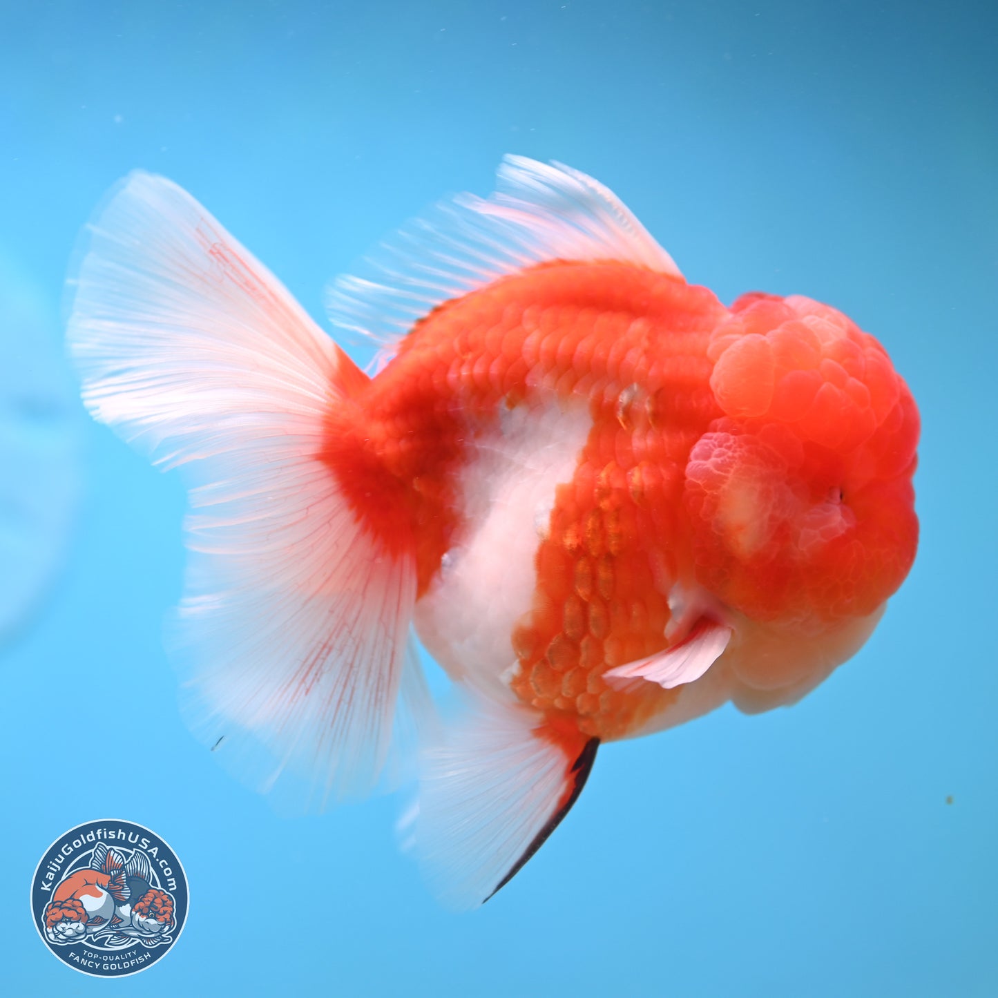 Sakura Rose Tail Oranda 3.75 inches Body - Male (250207_OR06)