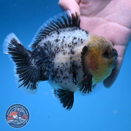 White Tiger Oranda 4 inch Body (250926_OR06)