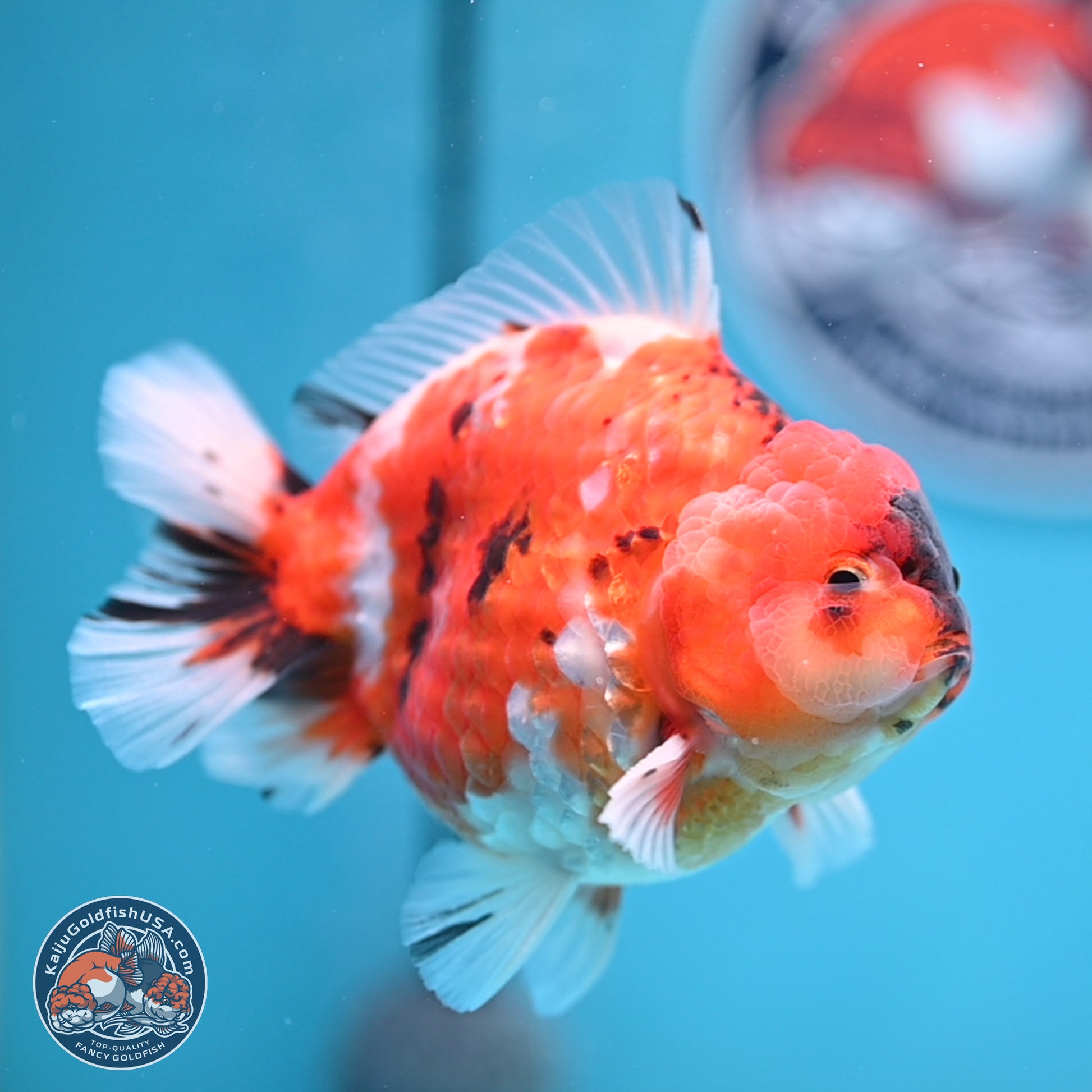 Tricolor Sakura YuanBao Oranda 3.75 inches Body - Male (241227_OR06) - Kaiju Goldfish USA