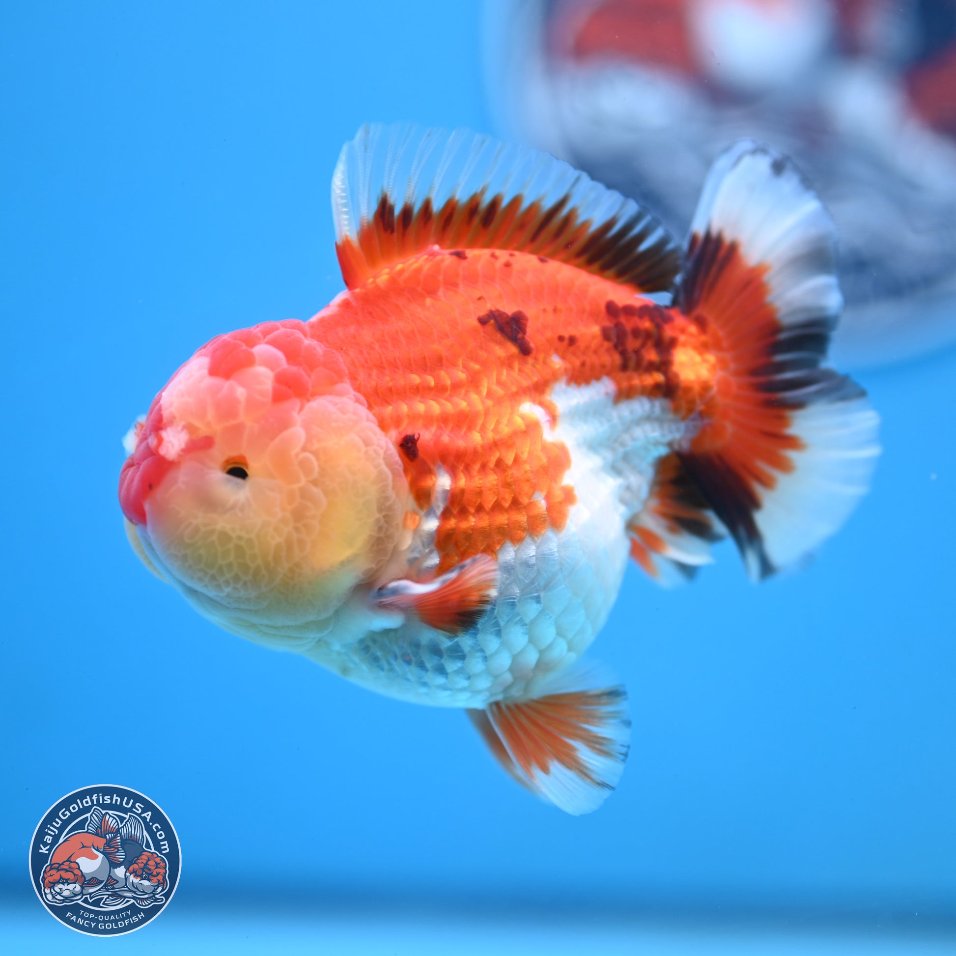 Tricolor YuanBao Oranda 3.75 inches Body - Male (250103_OR06) - Kaiju Goldfish USA