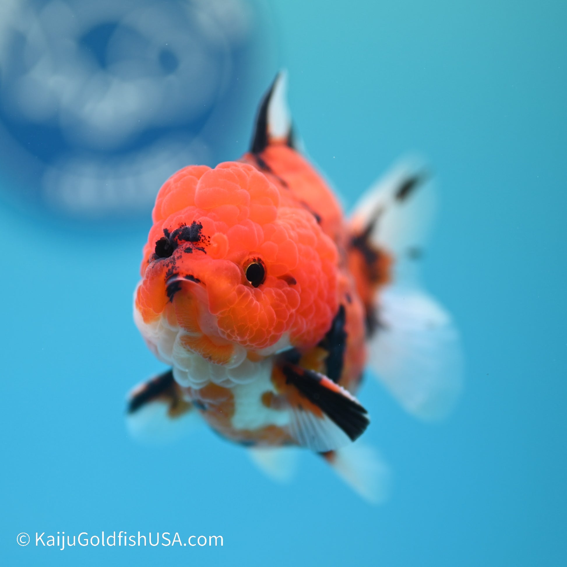 Tiger YuanBao Oranda 3 inches (240517_OR06) - Kaiju Goldfish USA