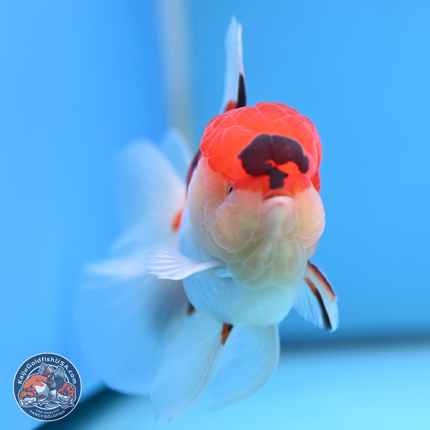 Tricolor Sakura Rose Tail Oranda 3 inches Body - Male (250314_OR06)