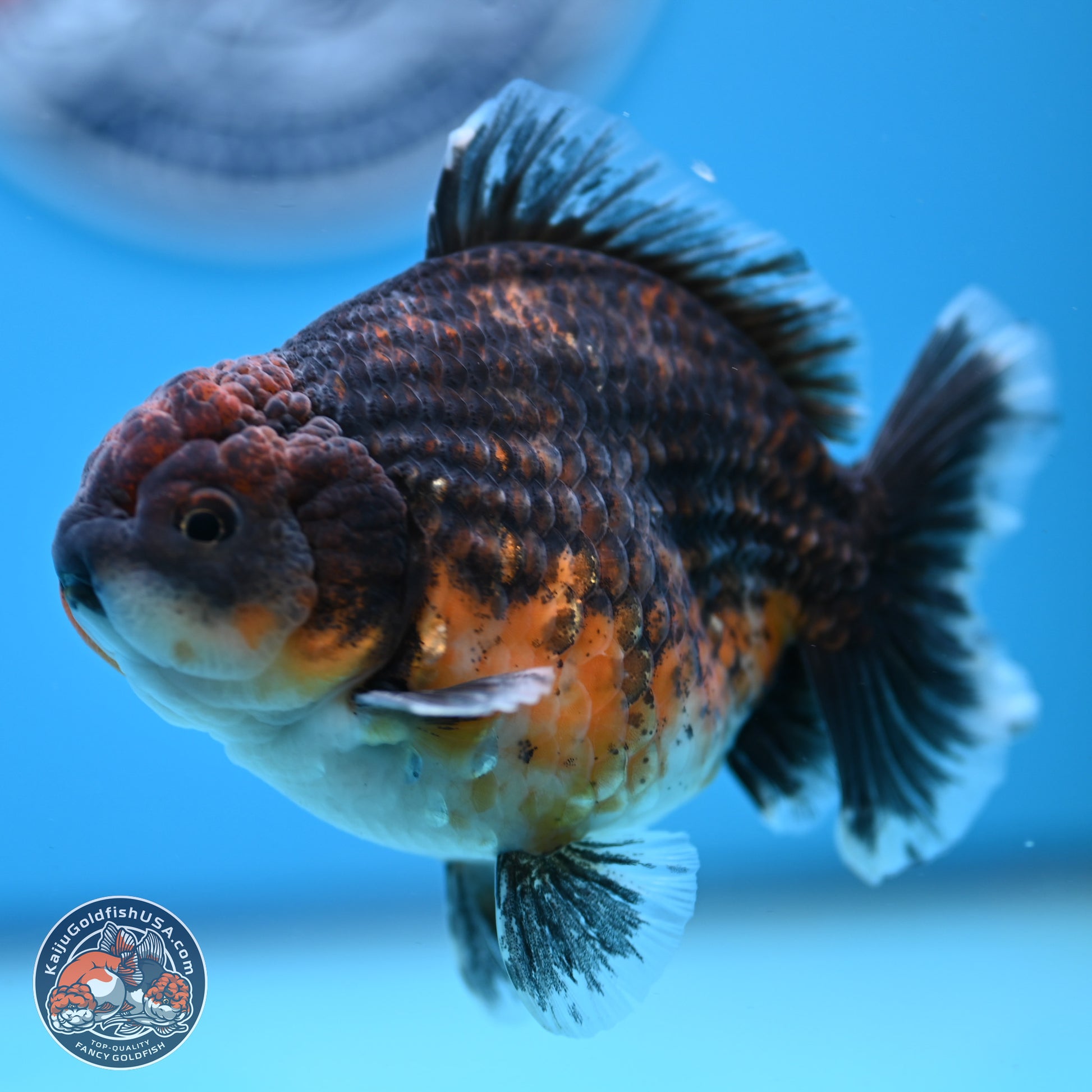 Shogun Kirin Oranda 4-4.5 inches (241004_OR06) - Kaiju Goldfish USA