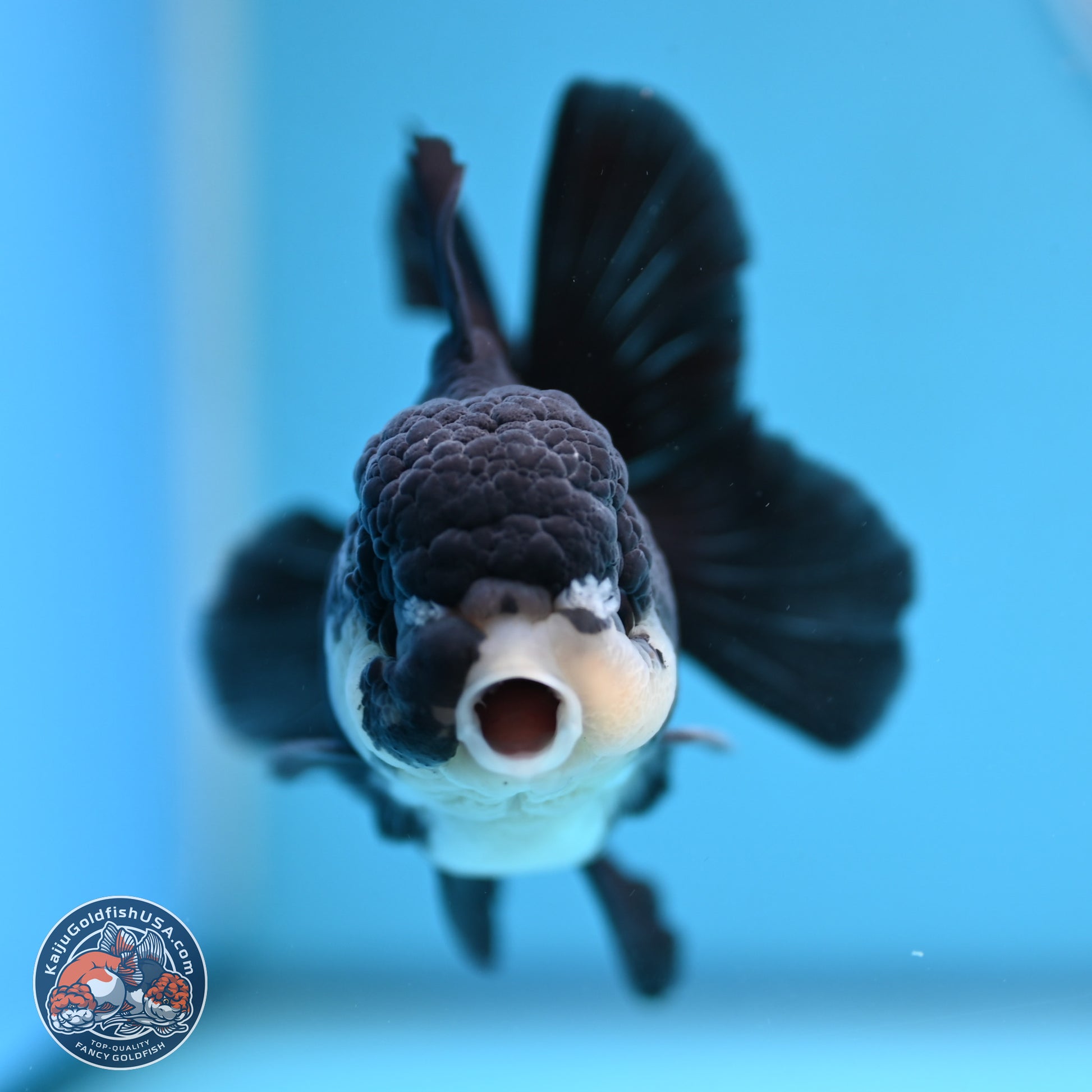 Panda Rose Tail Oranda Goldfish for Sale | Kaiju Goldfish USA Panda Rose Tail Oranda Goldfish for Sale | Kaiju Goldfish USA