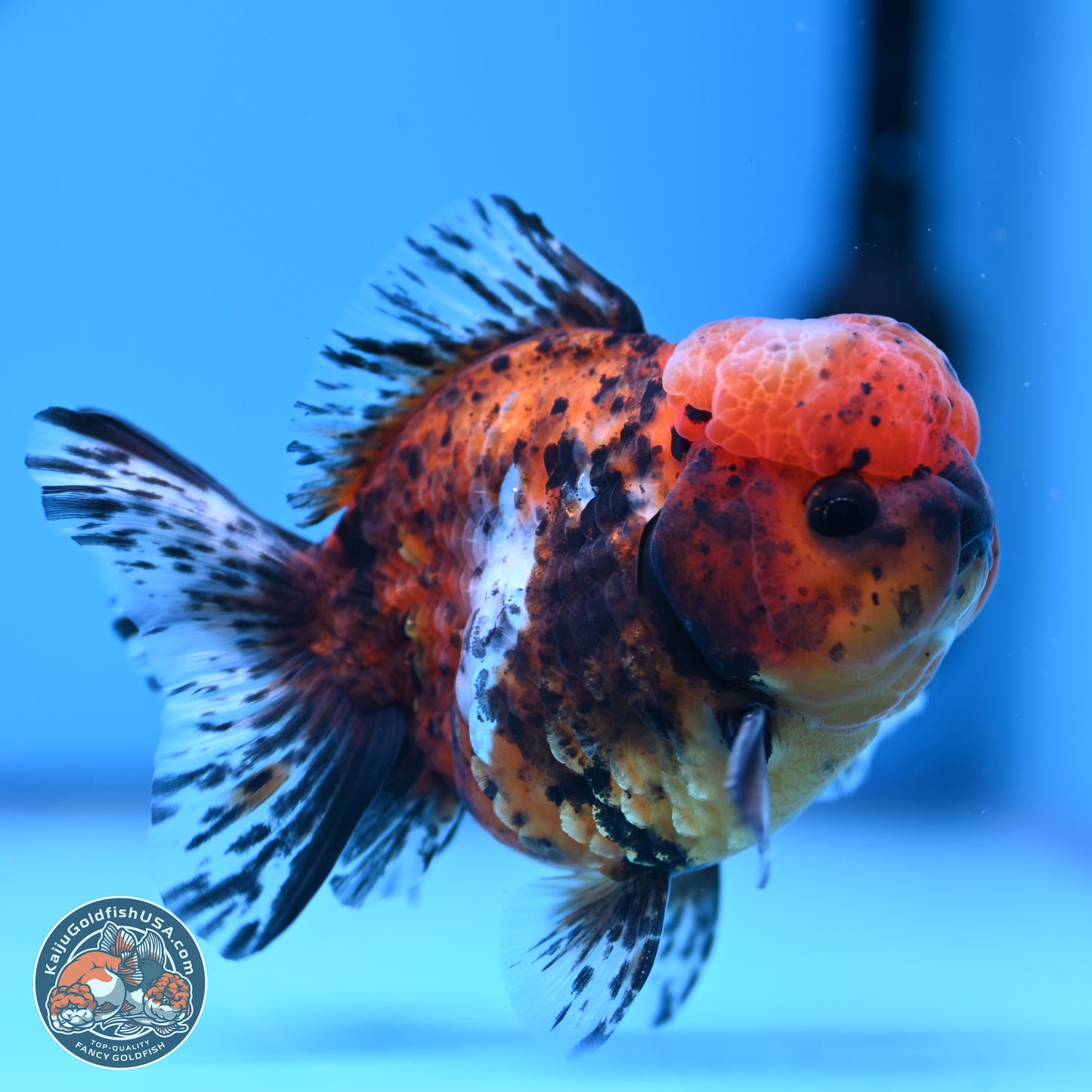 Shogun Tricolor Tiger Oranda 3.5in Body (240816_OR06) - Kaiju Goldfish USA