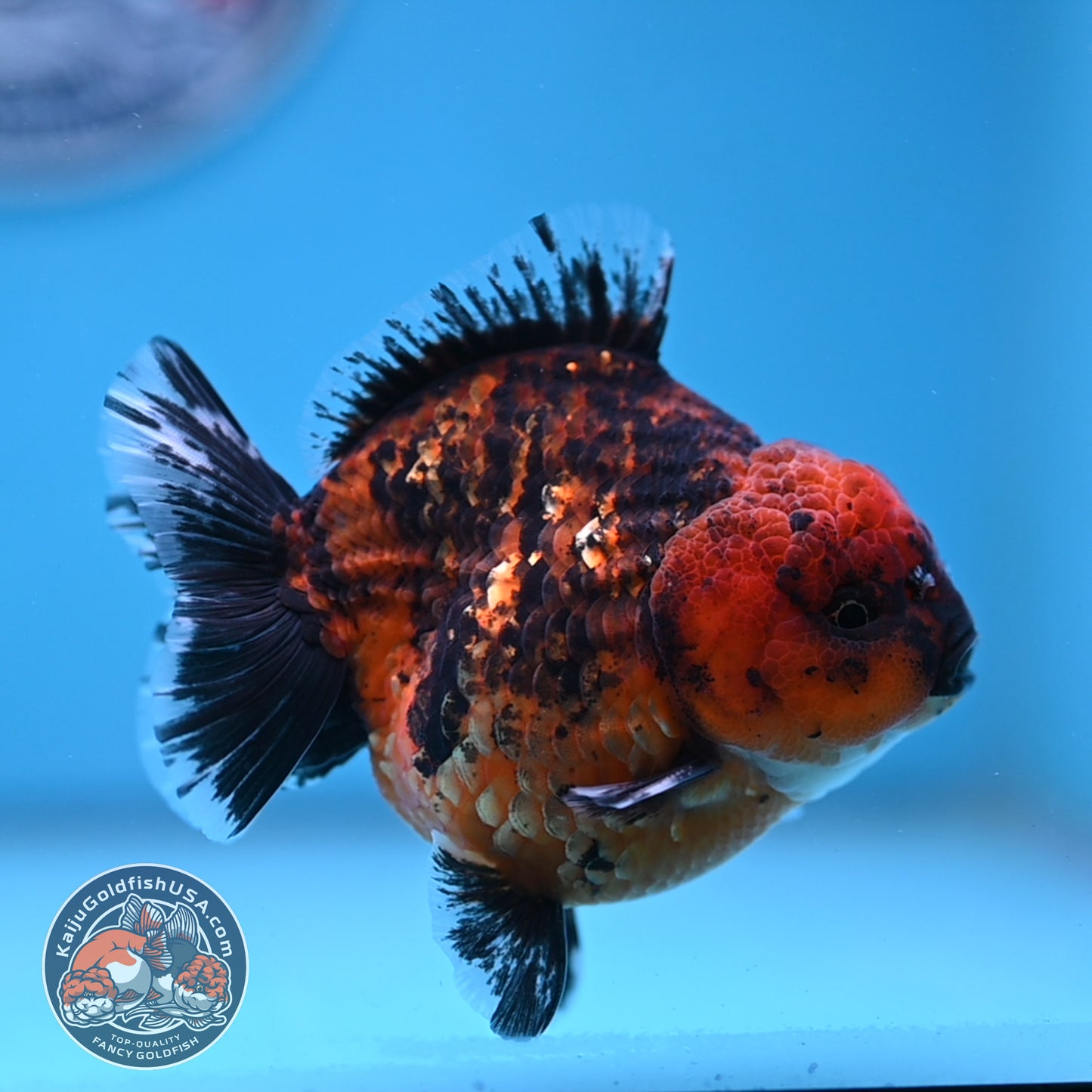 Shogun Tiger Oranda 3.5 inches Body (250606_OR06)