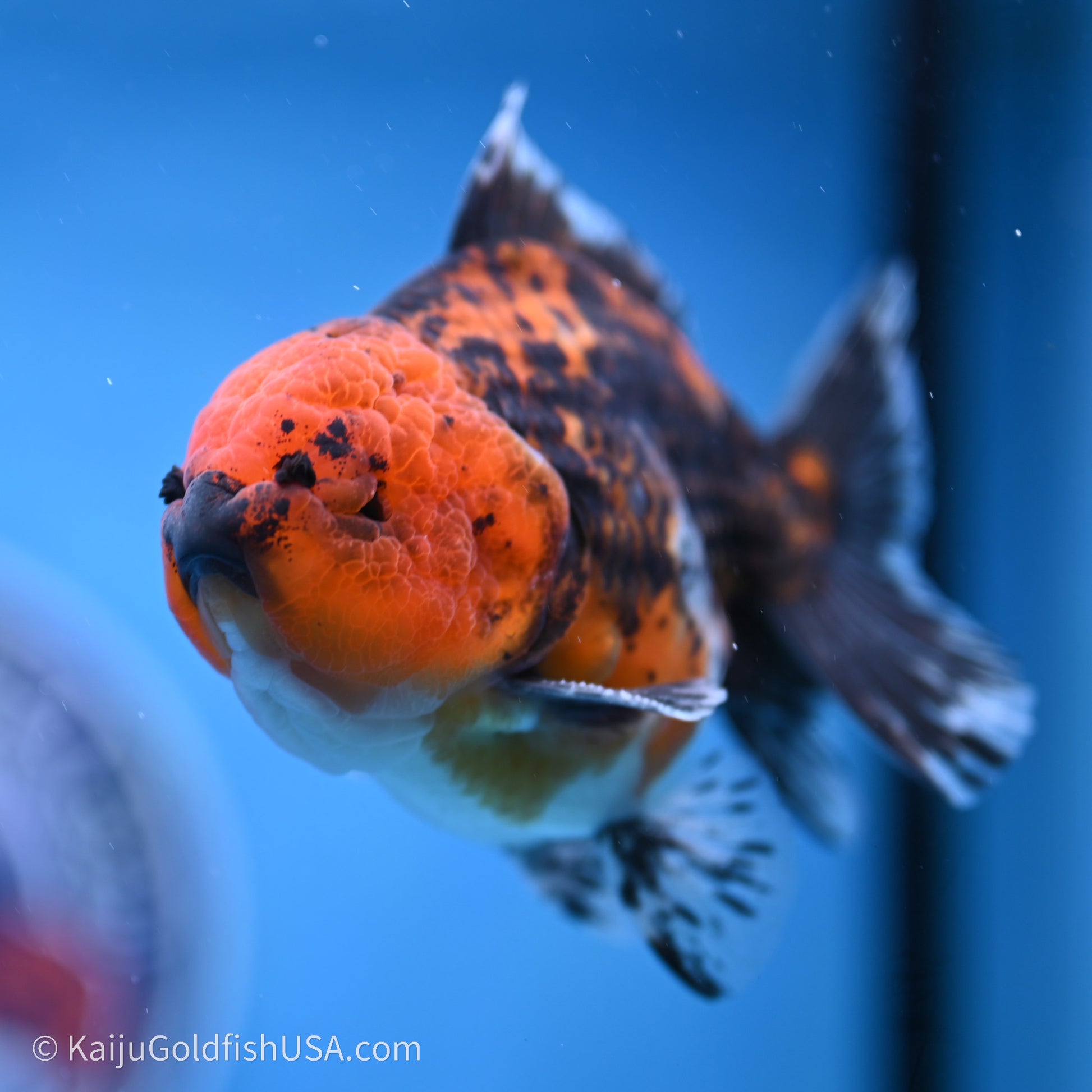 Shogun Godzilla Red Kirin Oranda 3.5in Body (240719_OR06) - Kaiju Goldfish USA