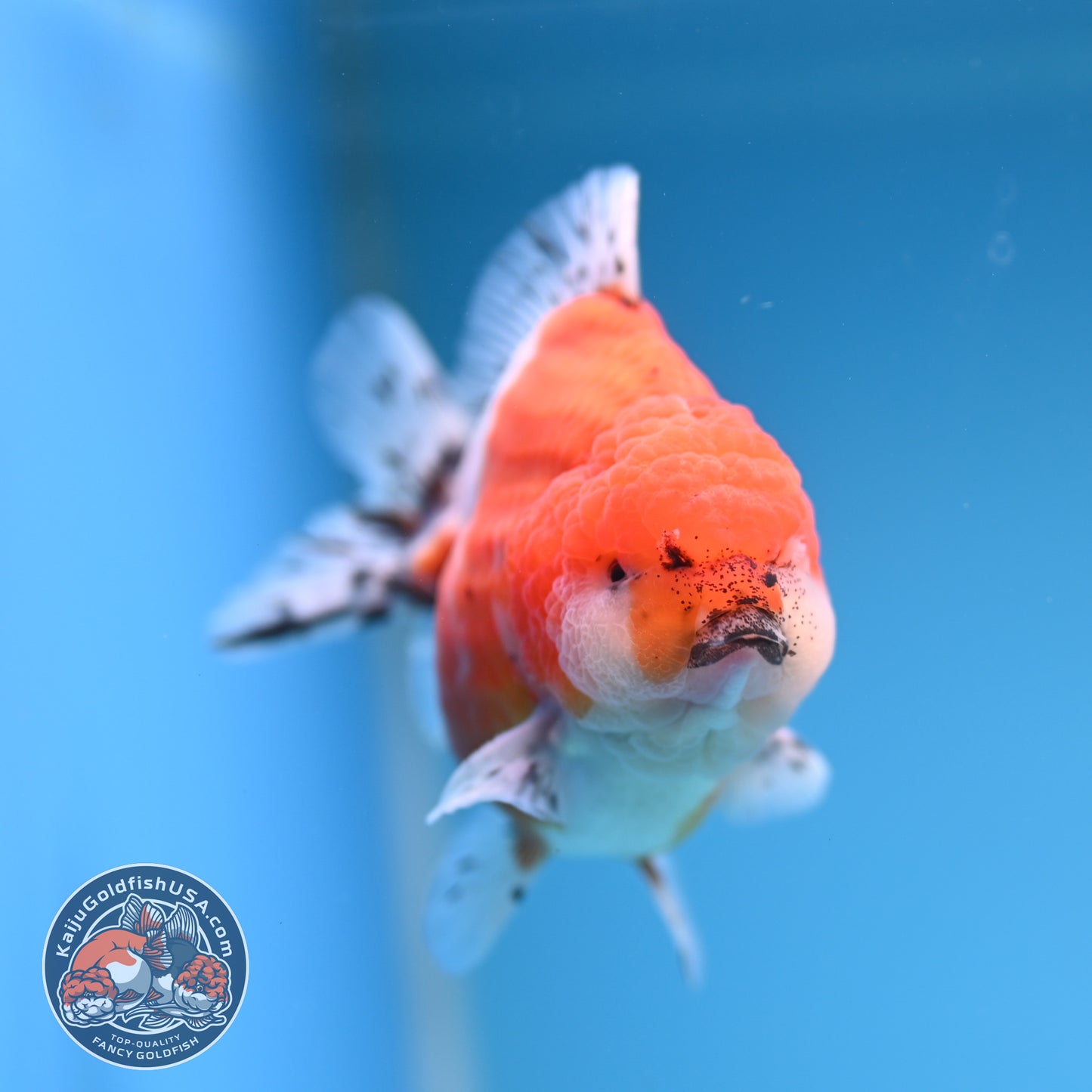 Shogun Tricolor Sakura Oranda 3.5 inches Body (250530_OR06)