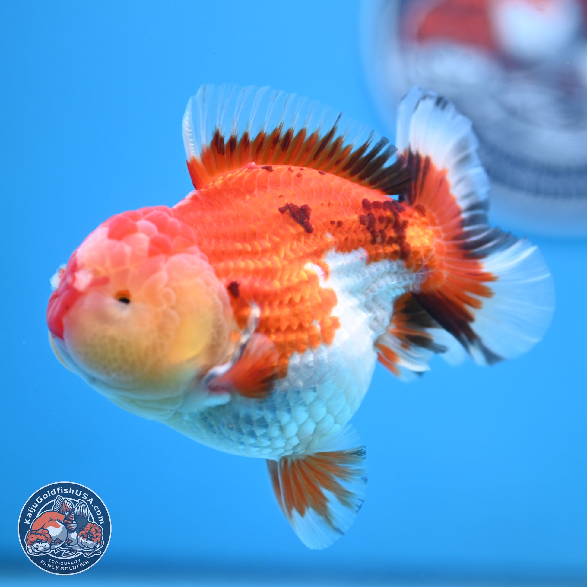 Tricolor YuanBao Oranda 3.75 inches Body - Male (250103_OR06) - Kaiju Goldfish USA