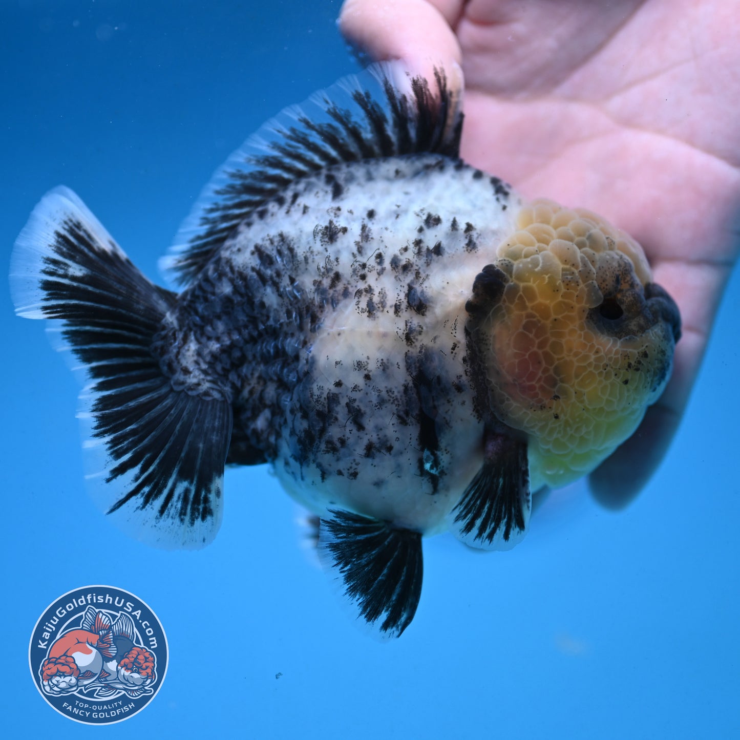 White Tiger Oranda 4 inch Body (250926_OR06)