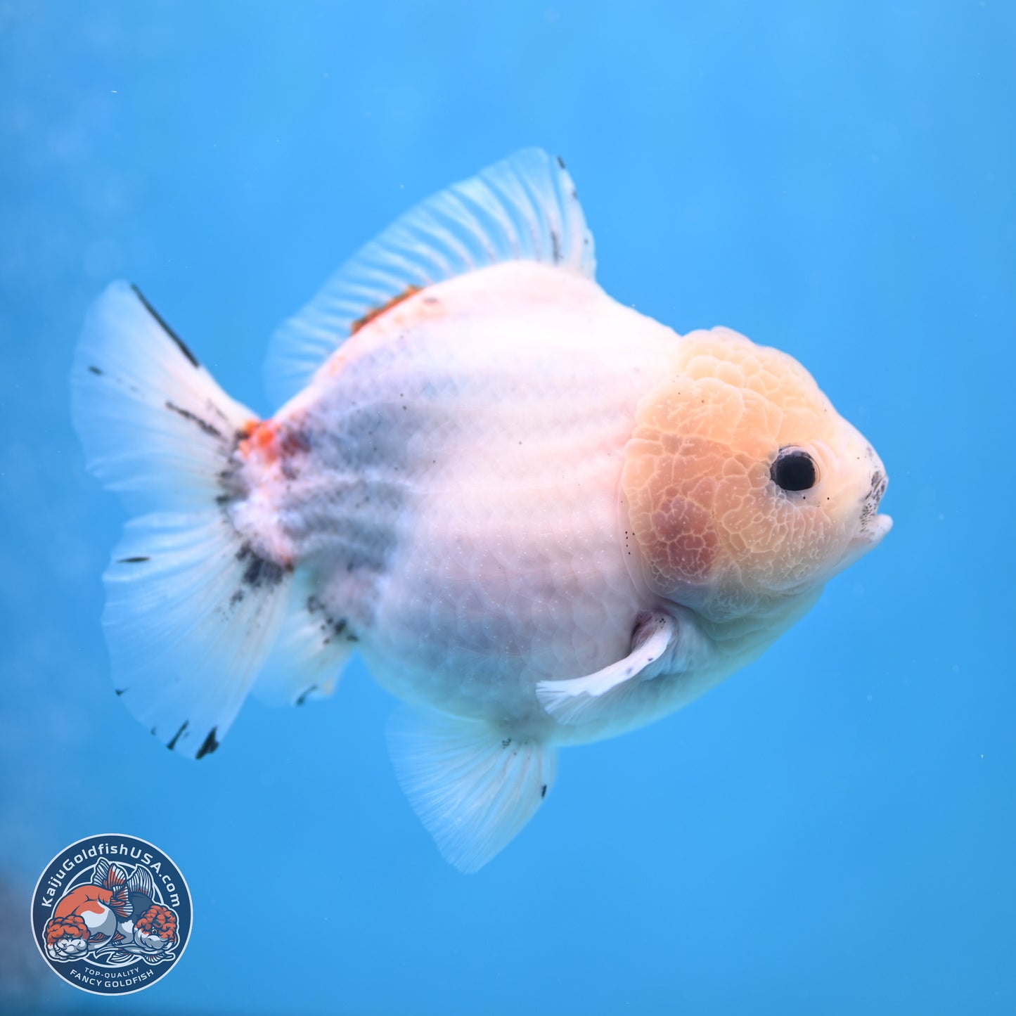 Calico YuanBao Oranda 5 inches - Male (241115_OR06) - Kaiju Goldfish USA