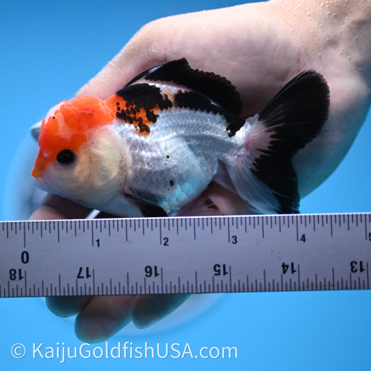 Tricolor Oranda 3in body (240726_OR06) - Kaiju Goldfish USA