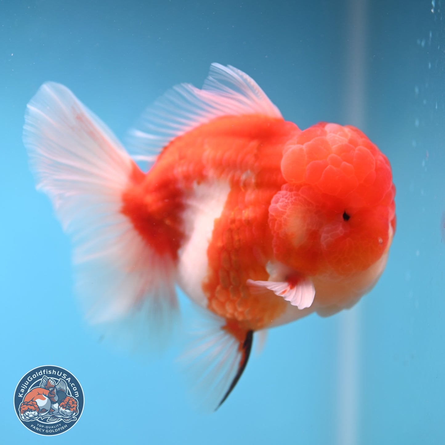 Sakura Rose Tail Oranda 3.75 inches Body - Male (250207_OR06)