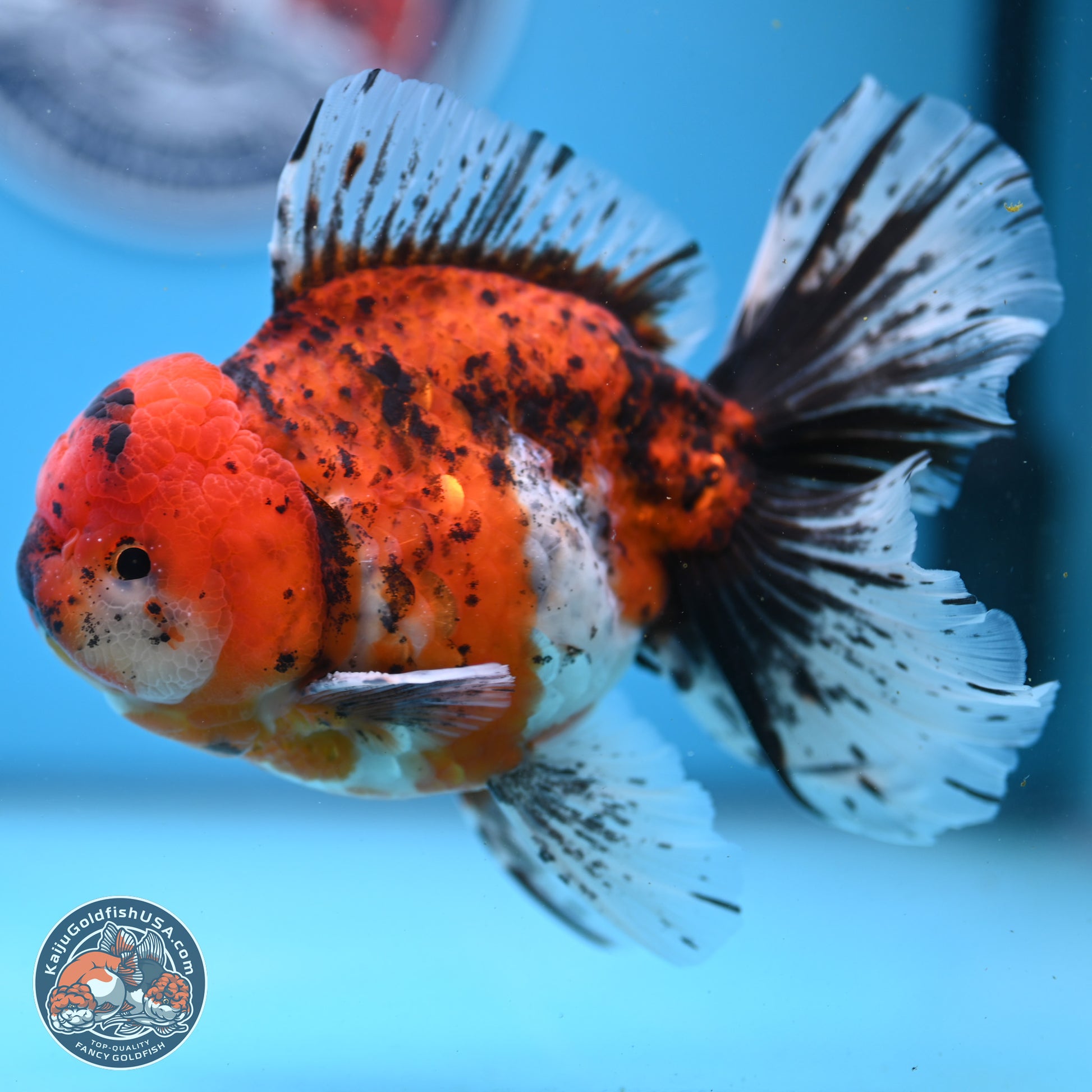 Tricolor Tiger Rose Tail Oranda 6 inches - Male (241122_OR06) - Kaiju Goldfish USA