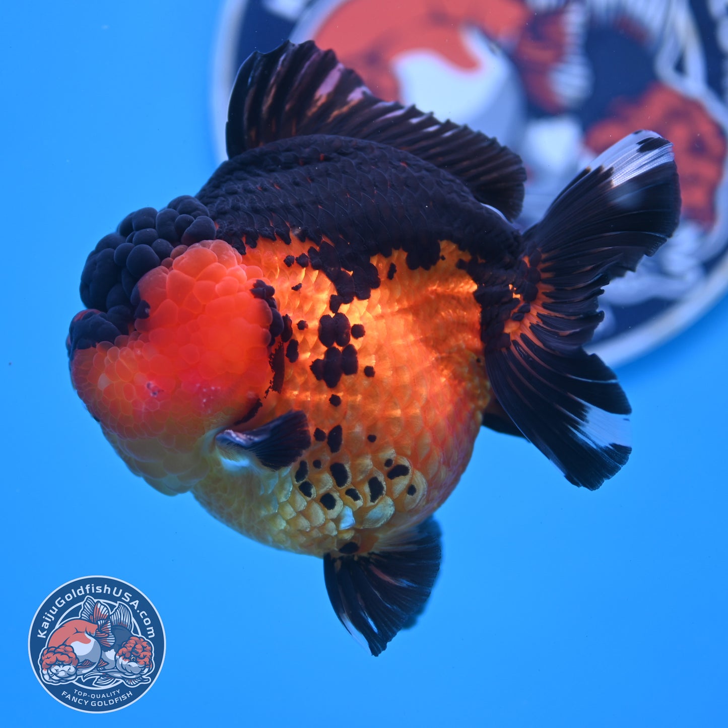 Oranda inch Body (250812_OR03)