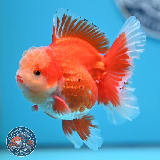 Jade Head Red White Rose Tail Oranda 3.5 inches Body (250509_OR06)