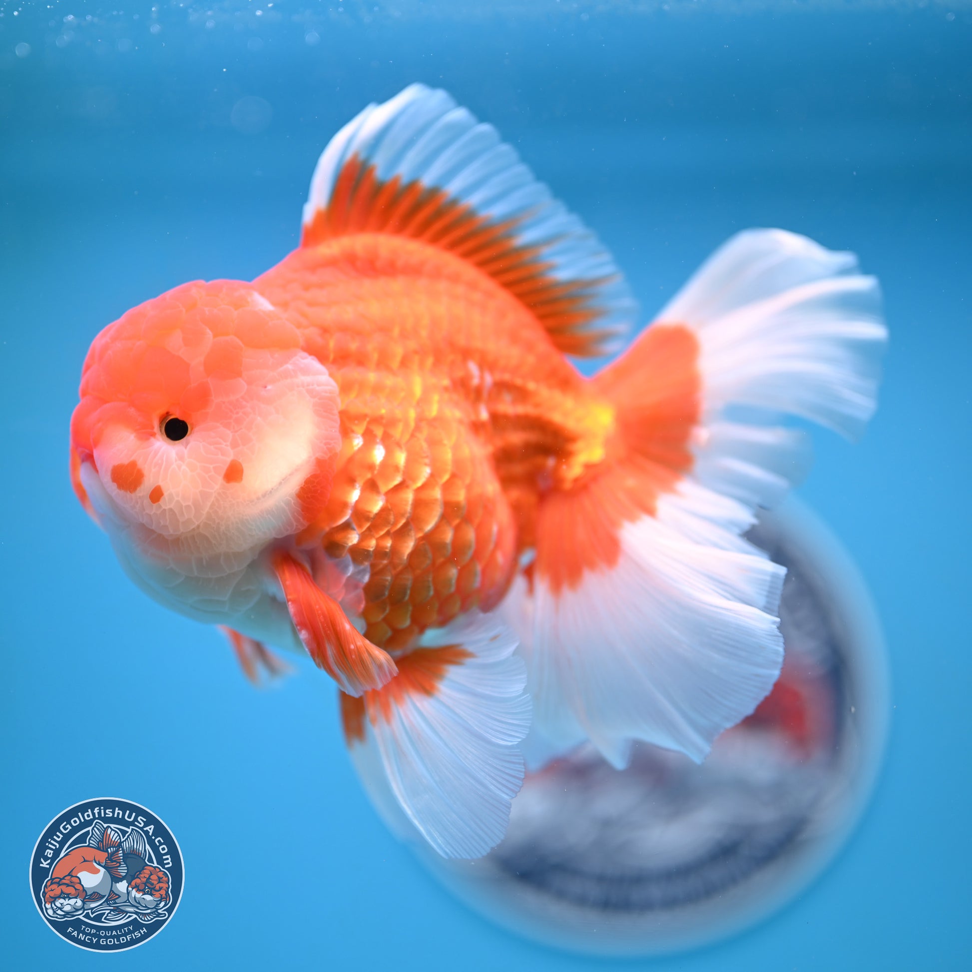 Red White Rose Tail Oranda 4-6.5 inches (240906_OR06) - Kaiju Goldfish USA