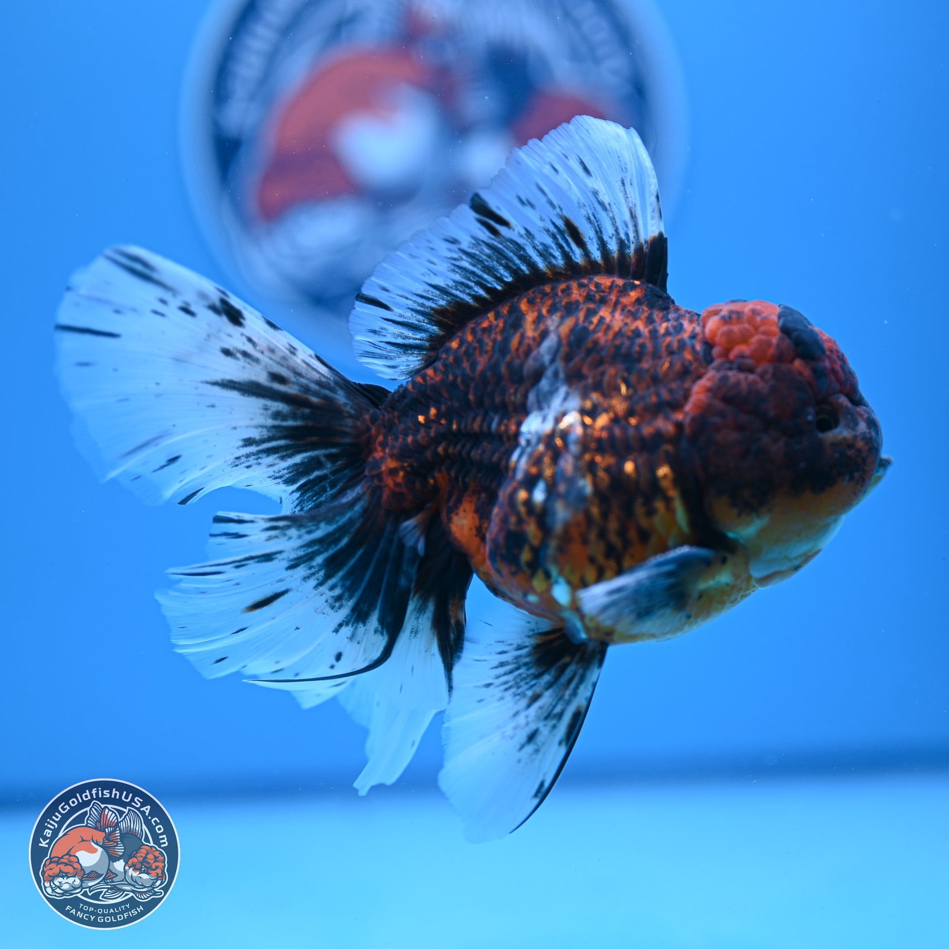 Red Kirin Rose Tail Oranda 4-6 inches (240920_OR06) - Kaiju Goldfish USA